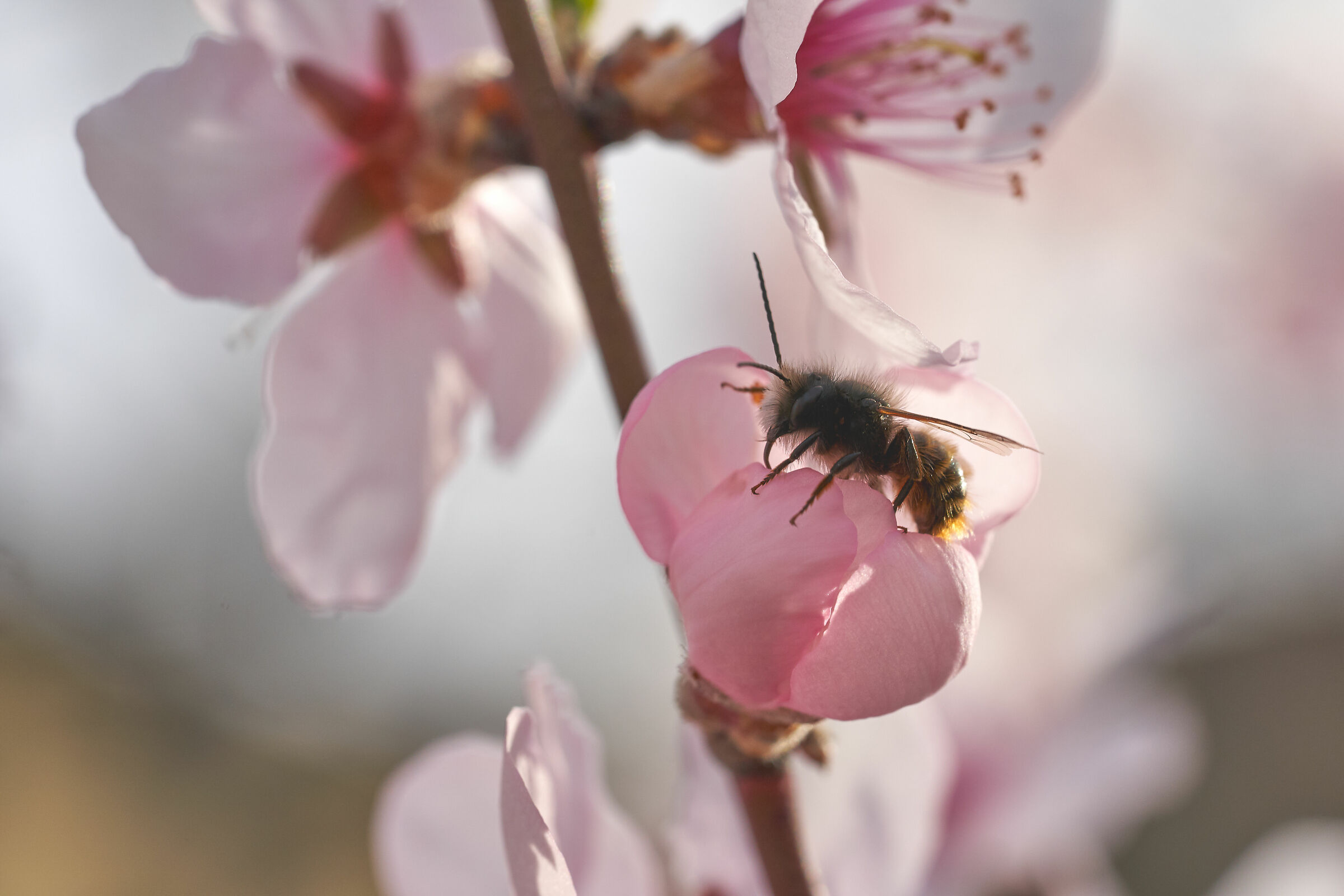 Osmia on Almond tree