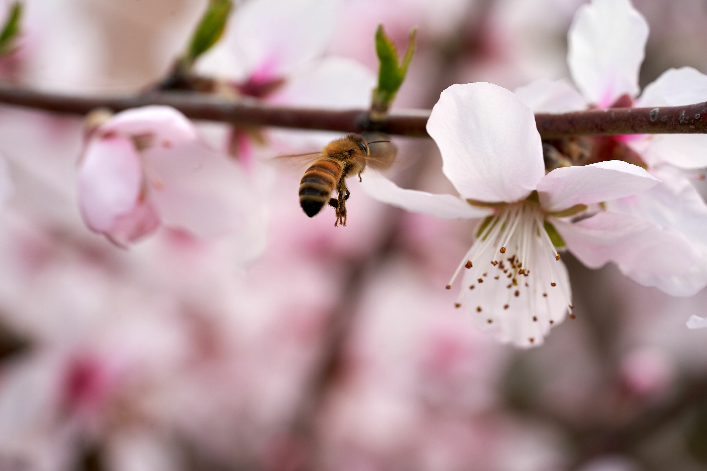 Apis mellifera on Almond blossom