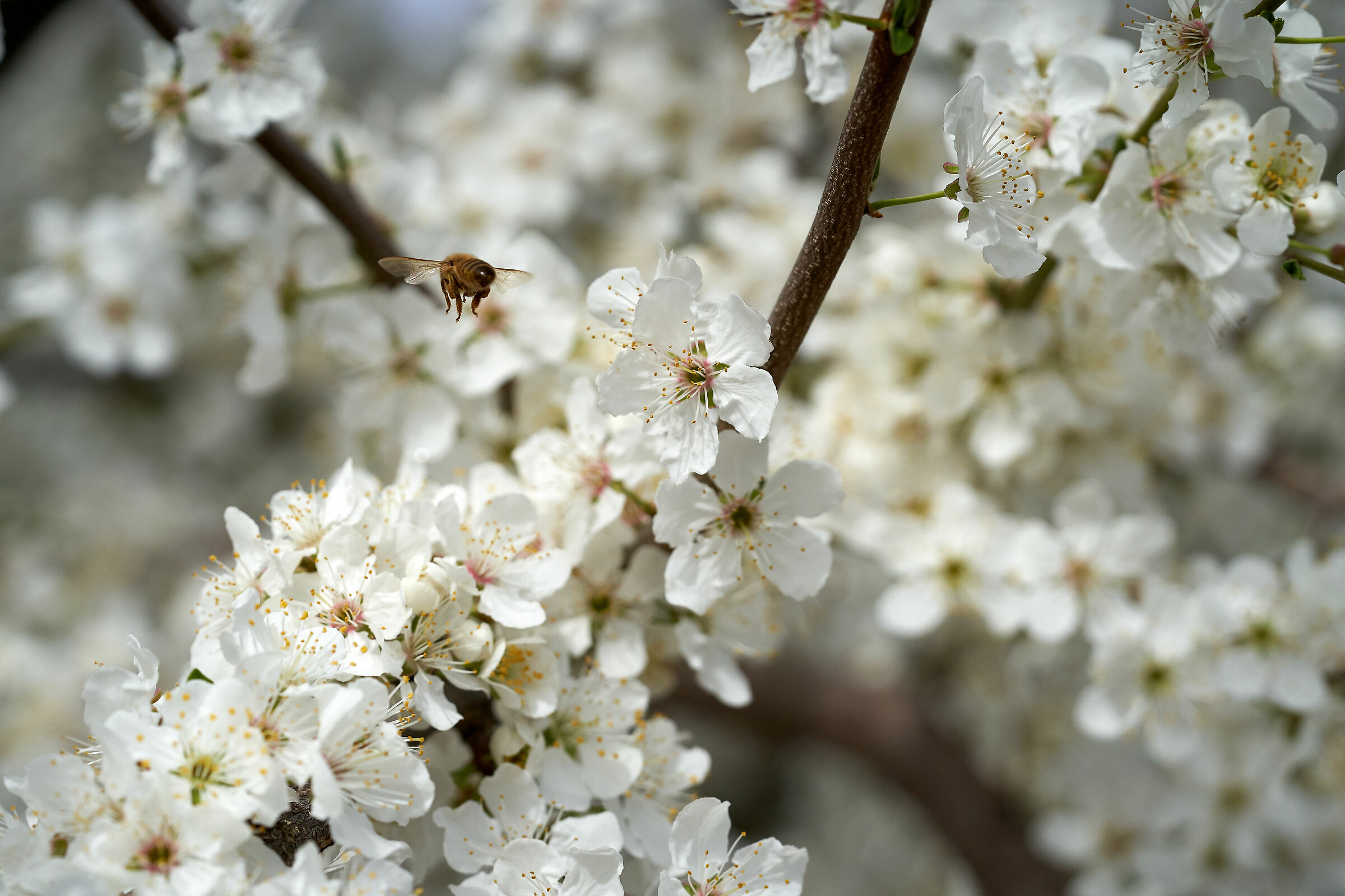 Apis mellifera in flight on rustic flowers