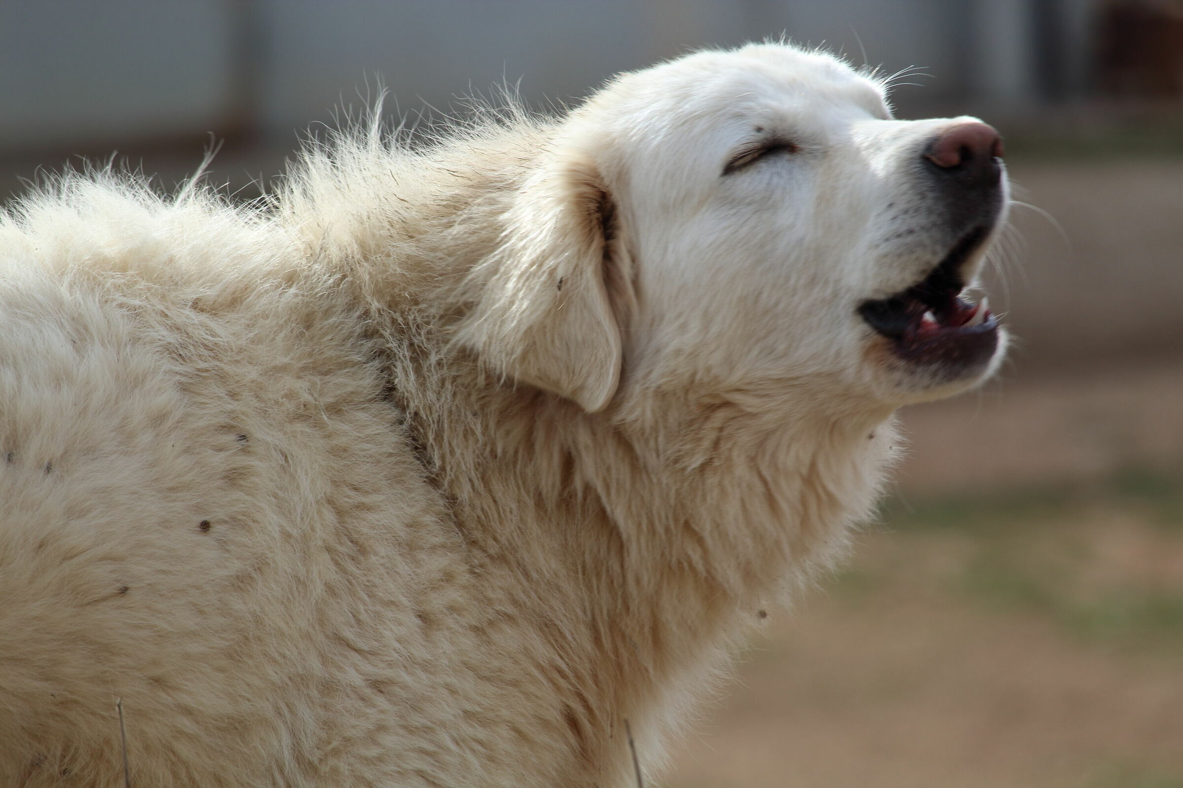 The attendant (almost) implacable