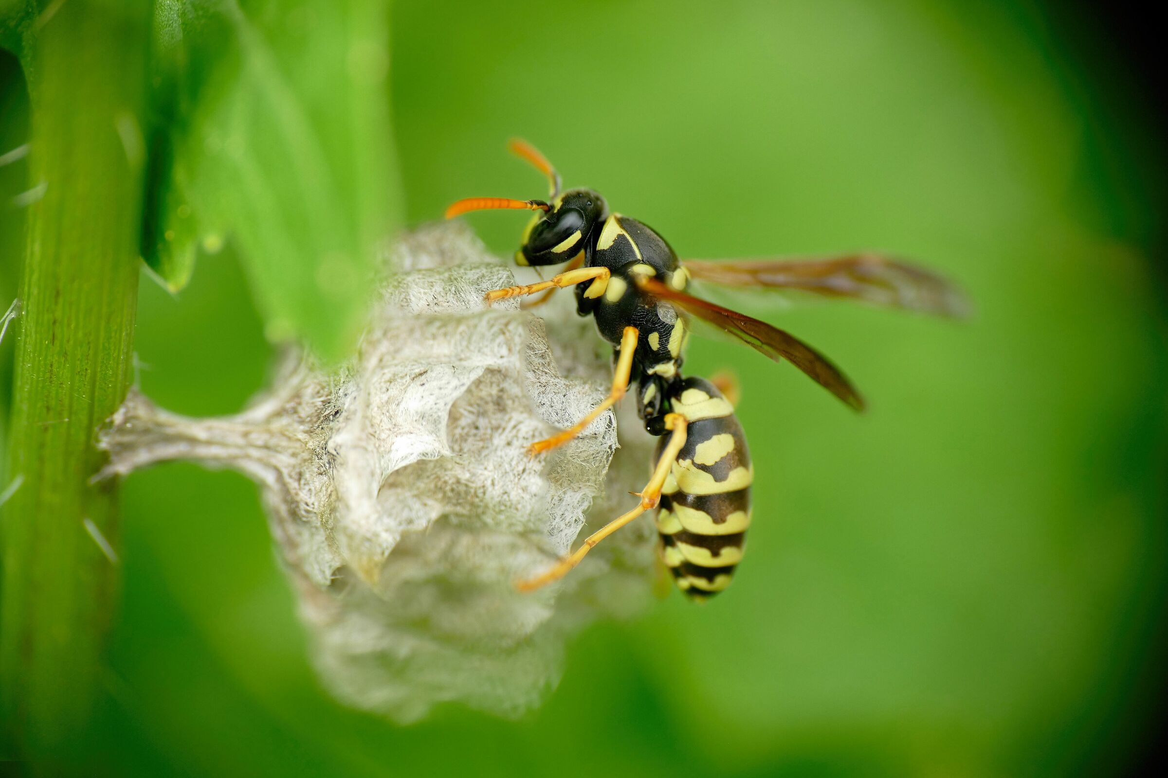 Hymenoptera > Apocrita > Vespula germanica 3