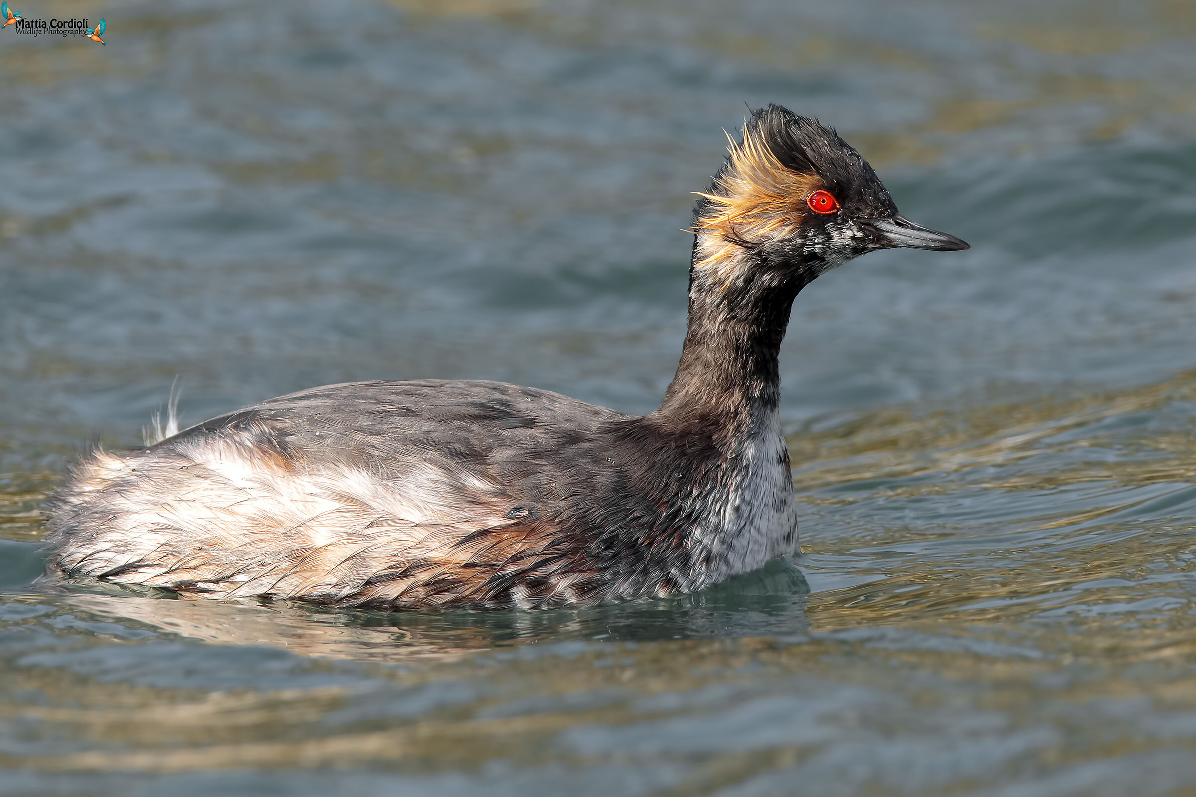 Small Grebe