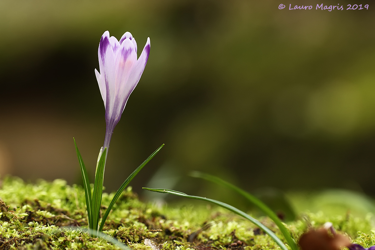Crocus