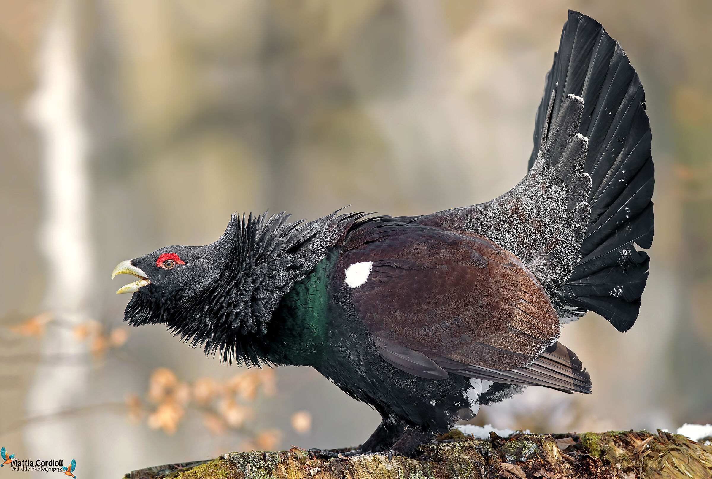 The Voice of the forest