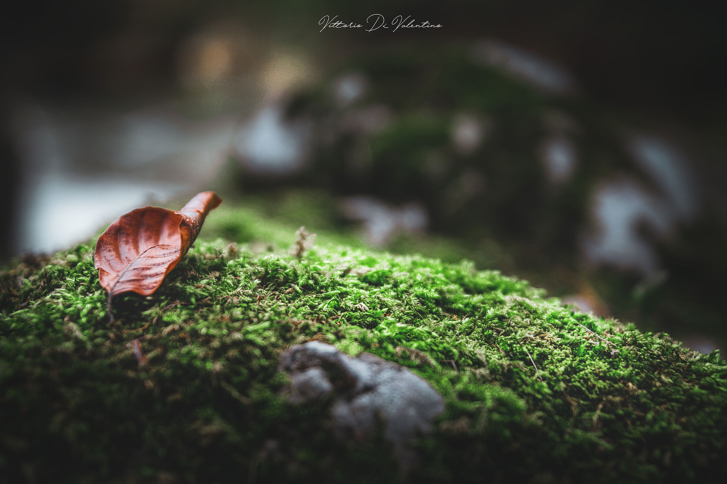 Love you flee from me you'll come back