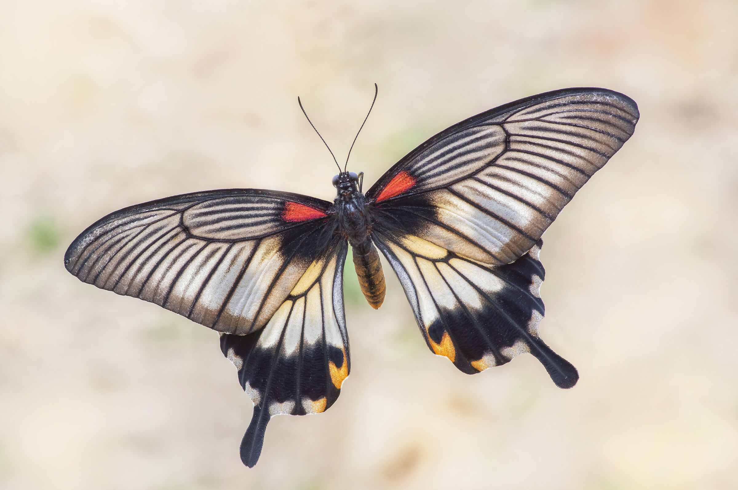 Papilio lowi (Druce, 1873)