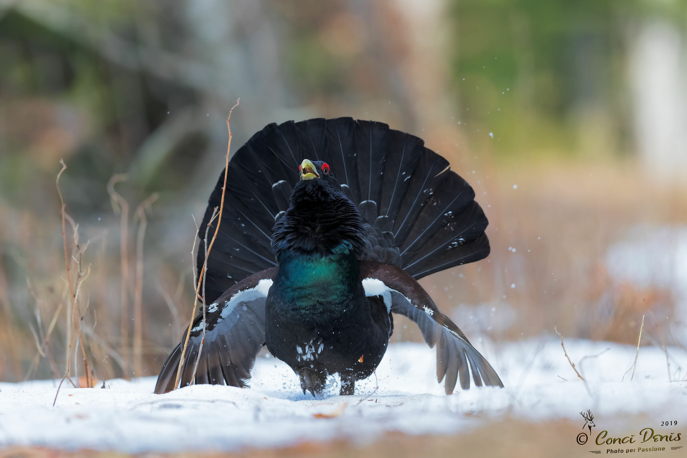 Incoming Capercaillie!!!