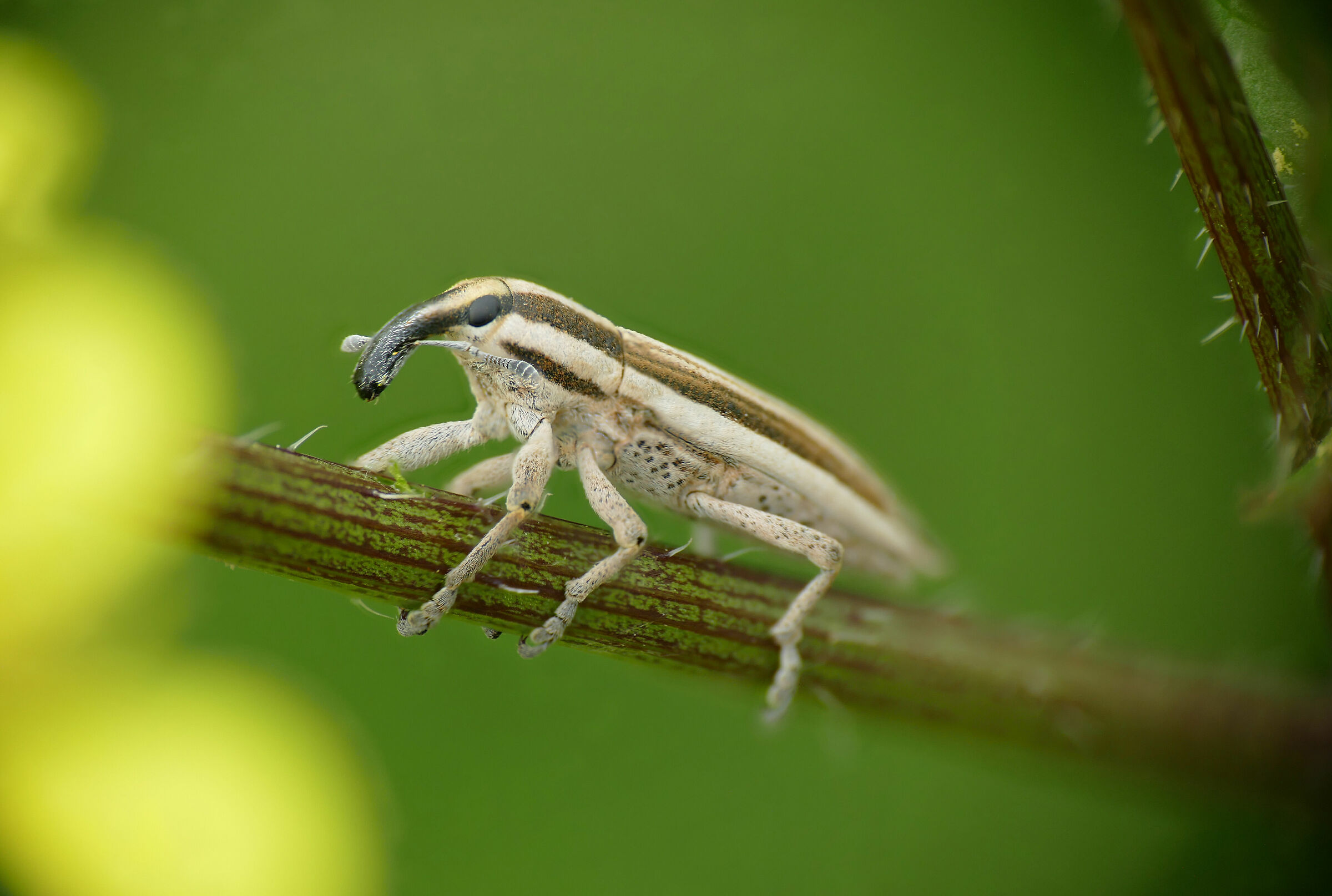 Coleoptera > Curculionoidea > Lixoglyptus spartii