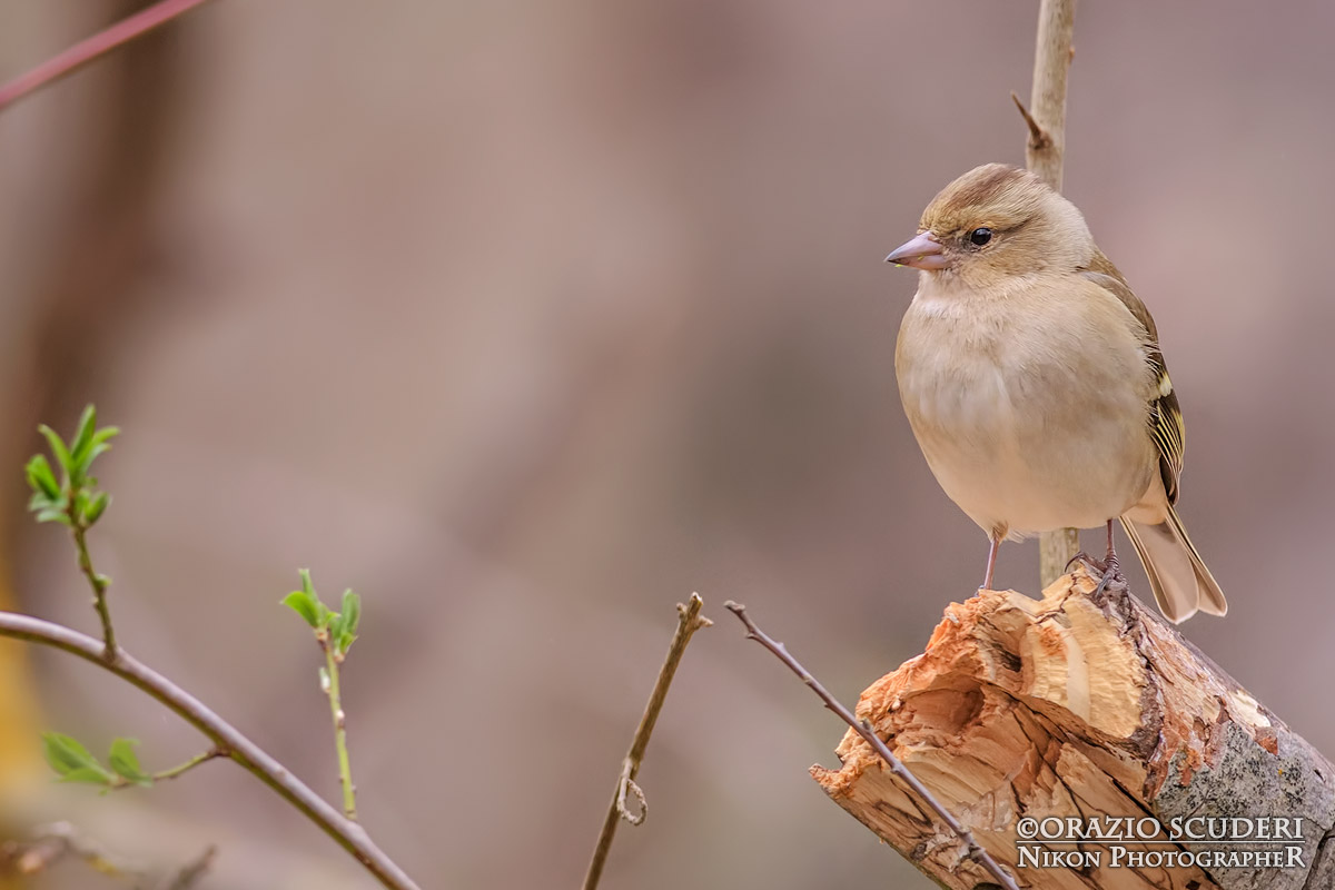 Fringilla coelebs