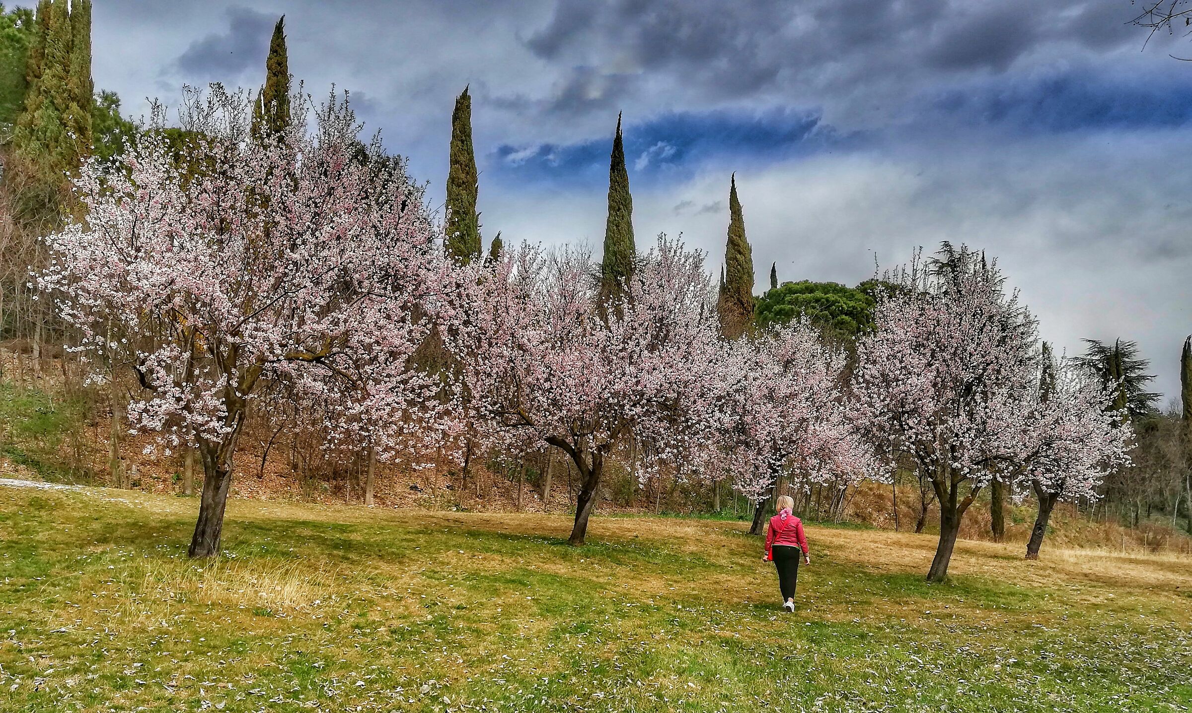 The Almond Trees
