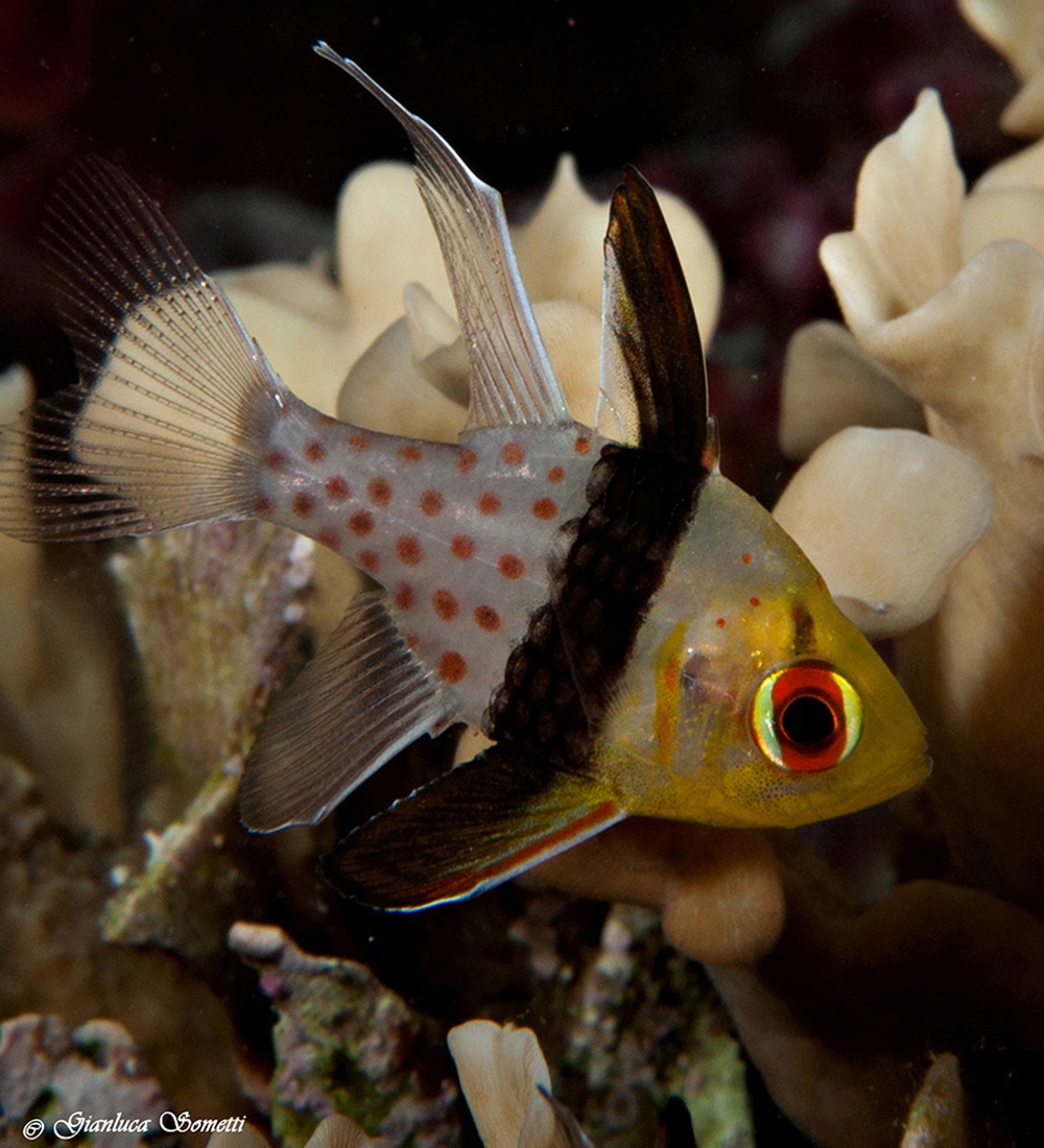 Walea - cardinal fish