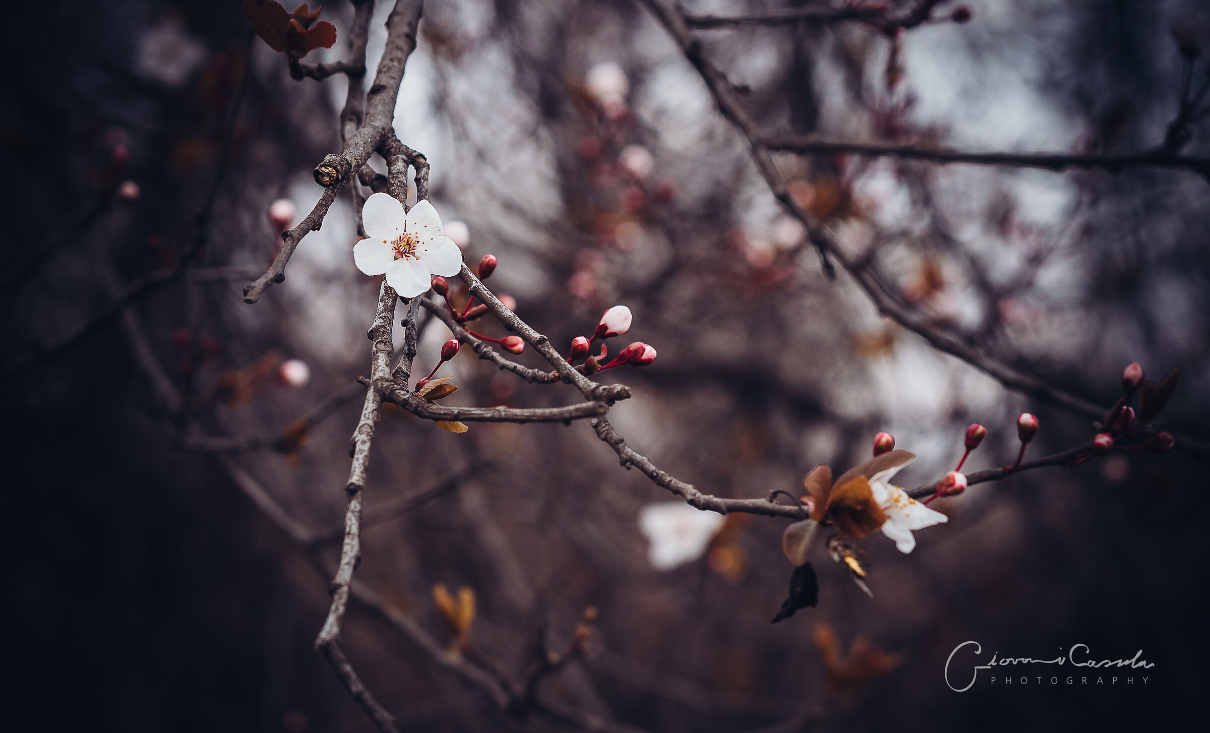 Early spring inTurin...