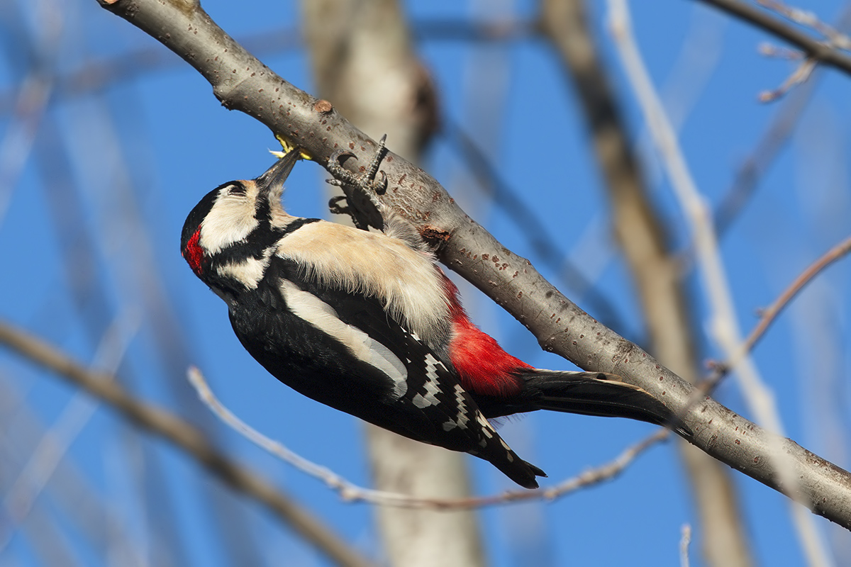 Picchio rosso maggiore