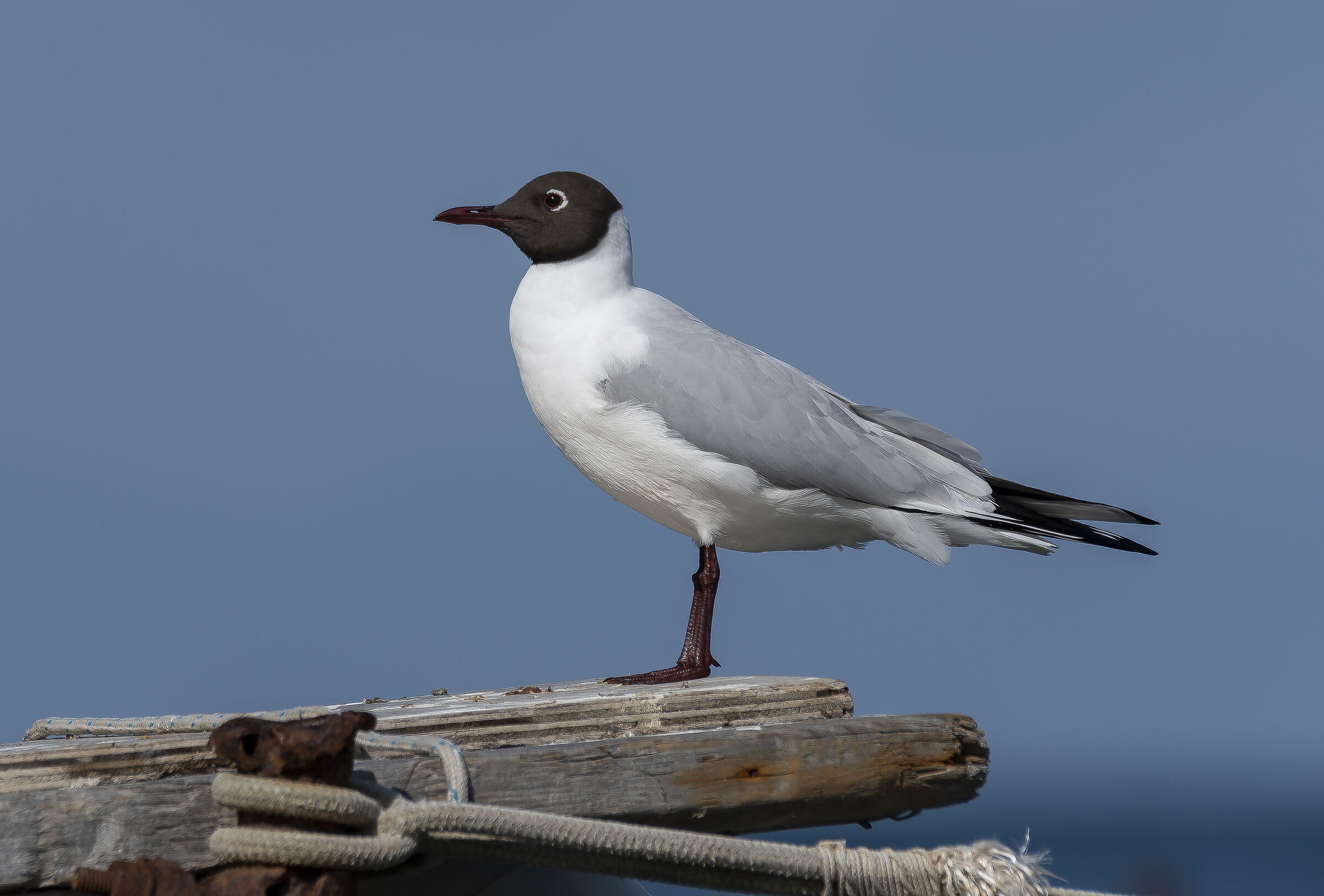 Gabbiano comune in abito