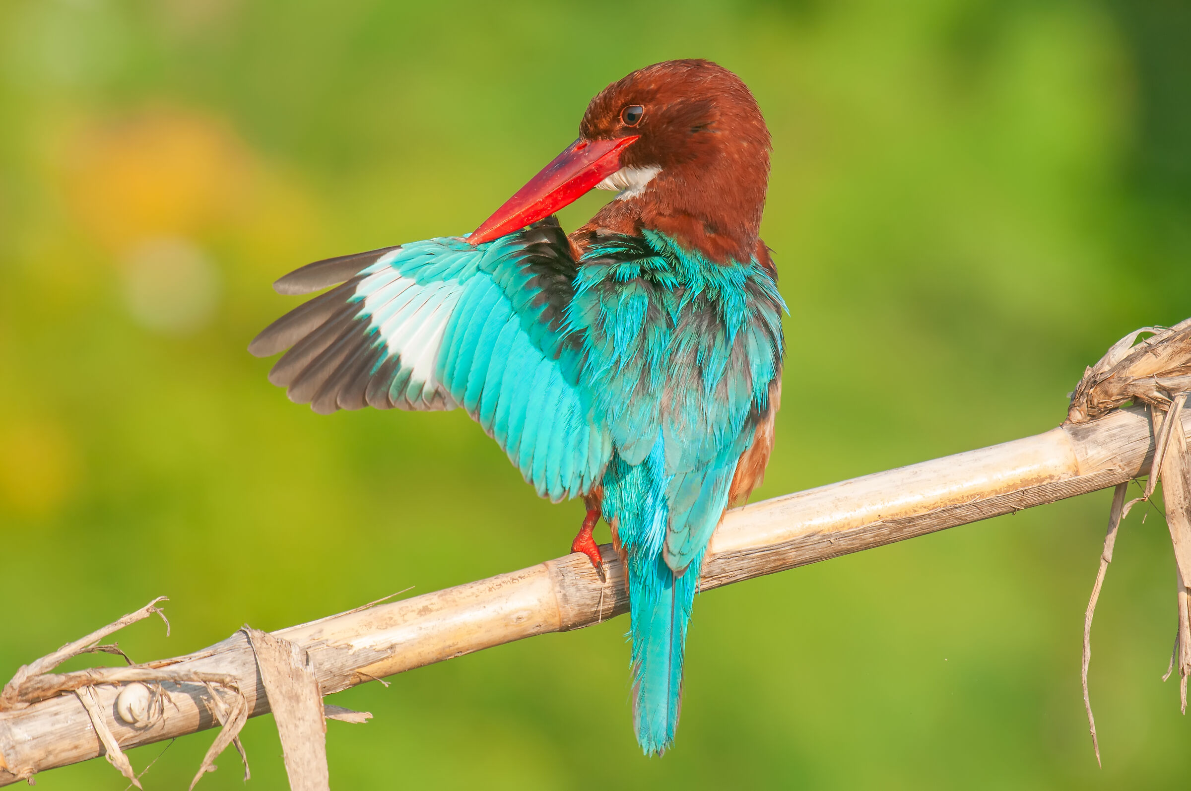 ?zmir yalıçapkını (Halcyon smyrnensis)...