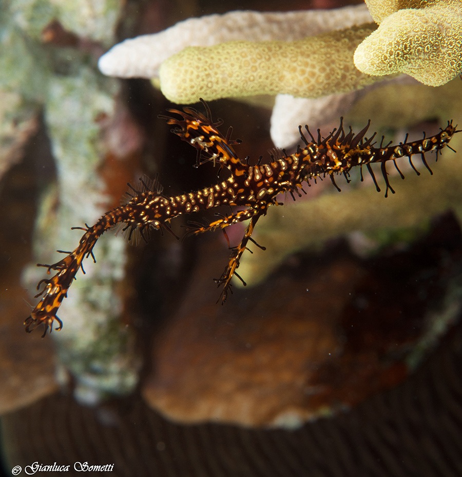 Walea-ornate pipefish