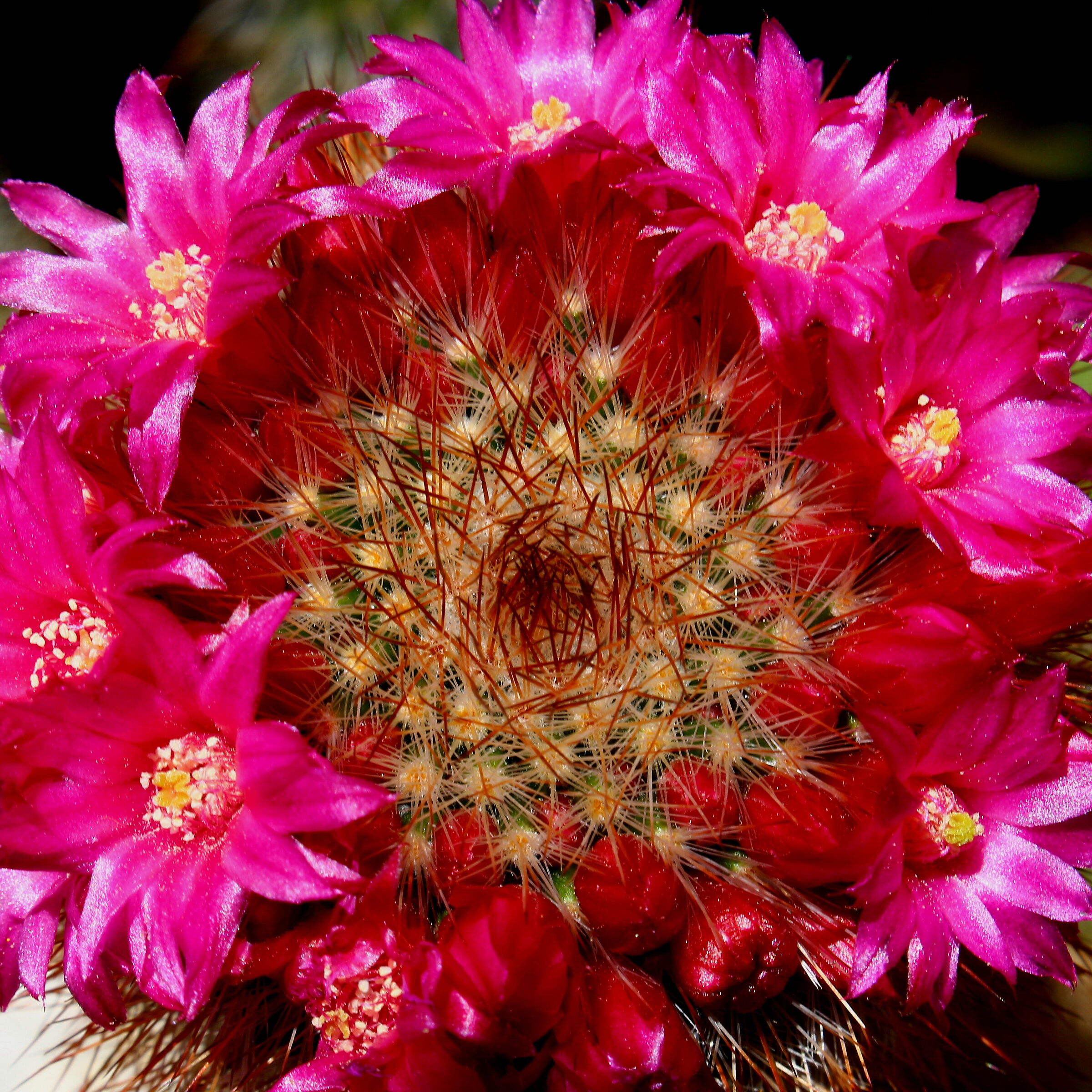 Flower Of Cactus (2)