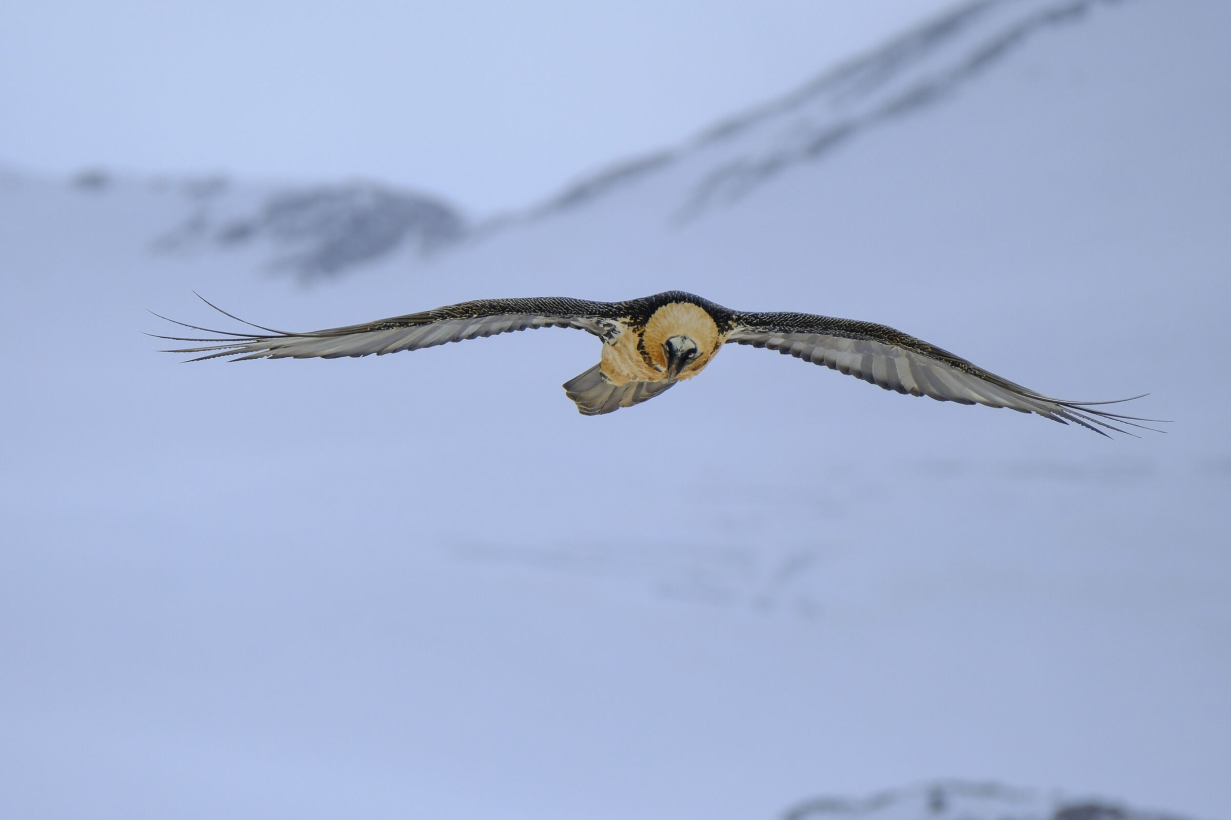 Bartgeier (Bearded Vulture)