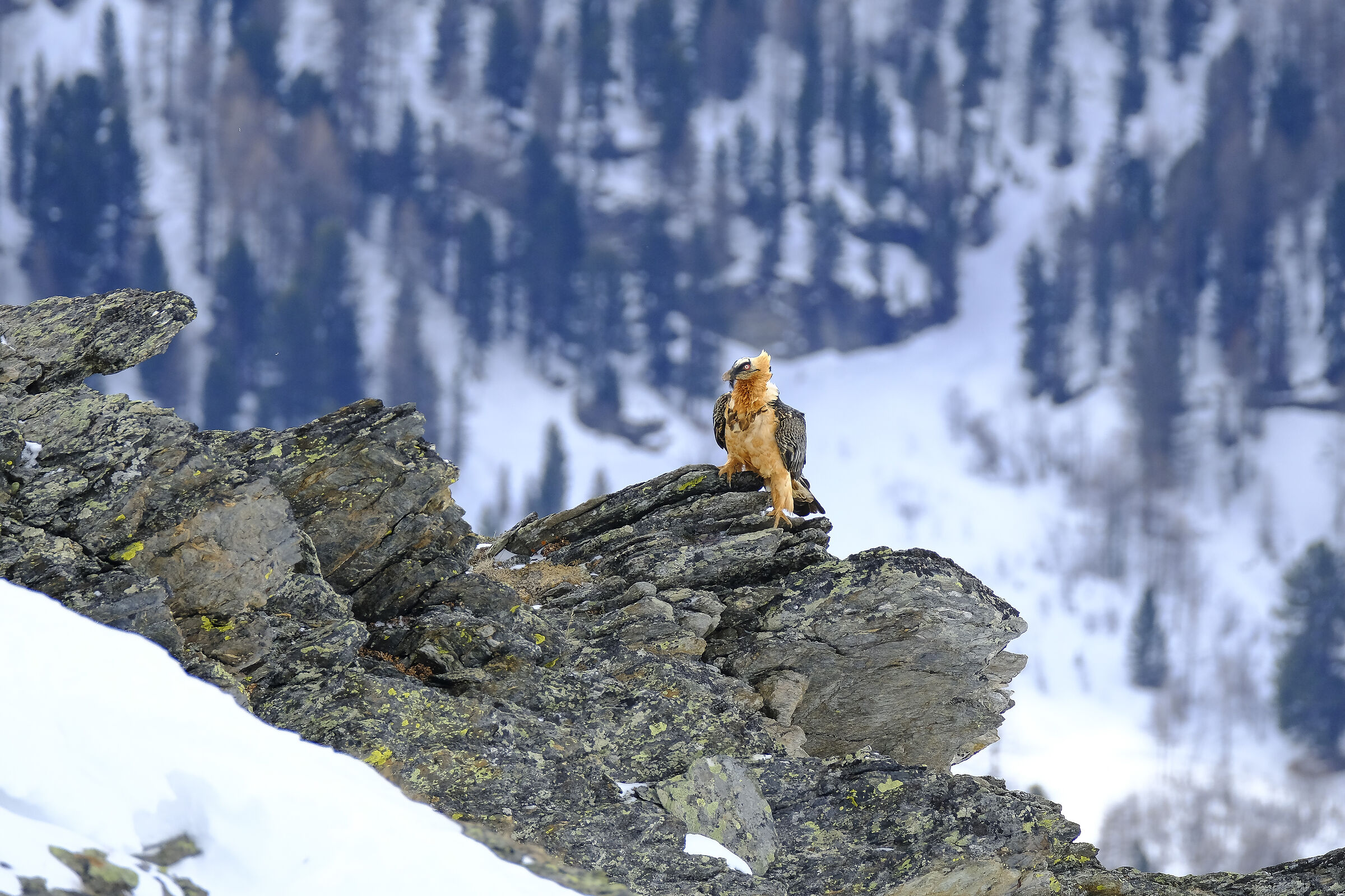 Bartgeier (Bearded Vulture)