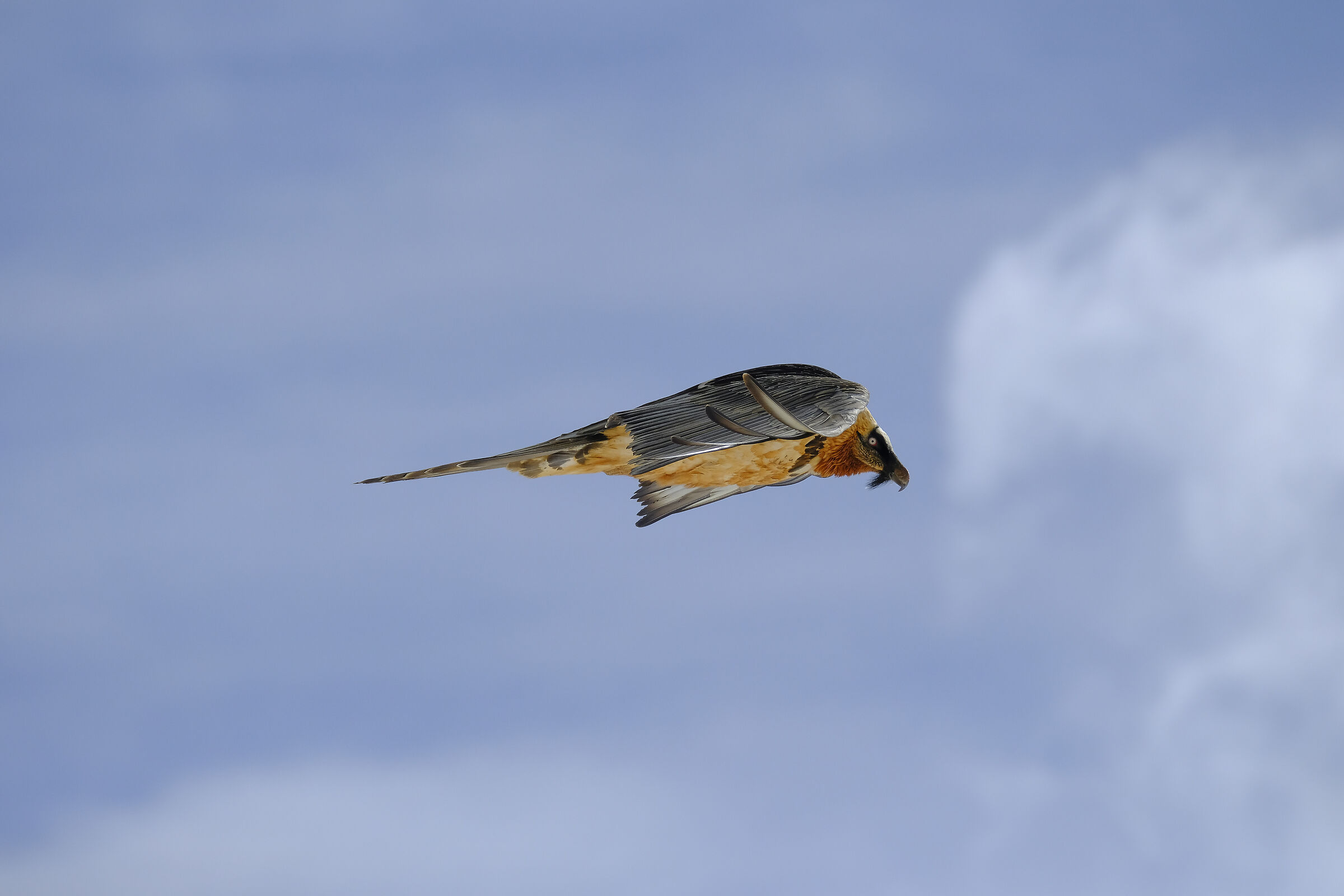 Bartgeier (Bearded Vulture)