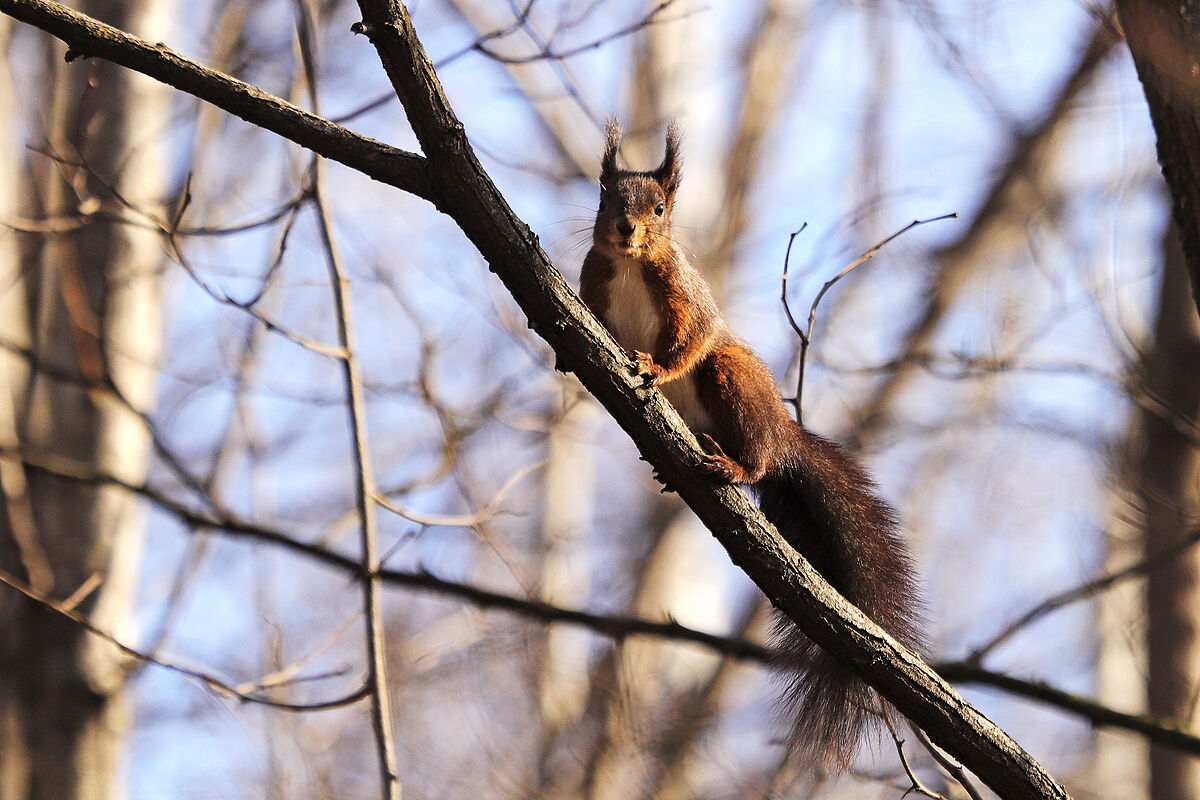Vieni a prendermi!...