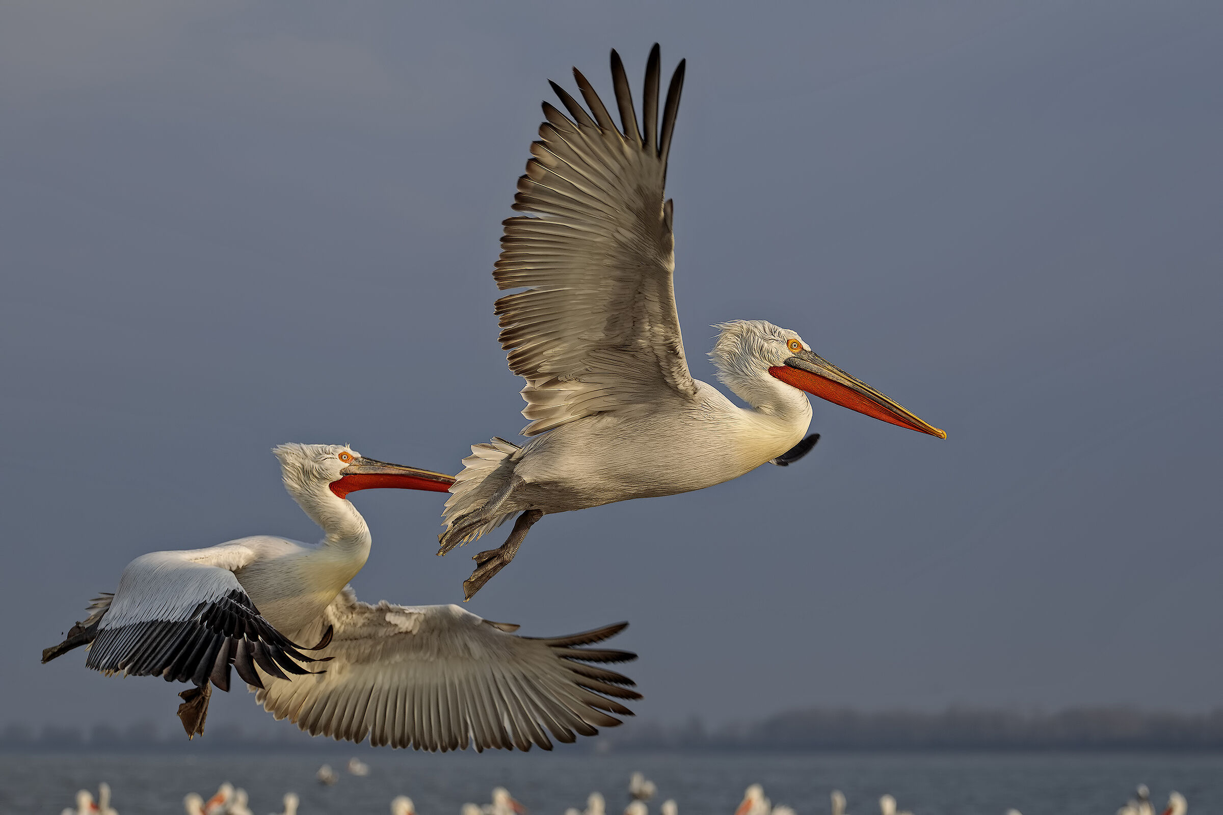 Curly Pelicans