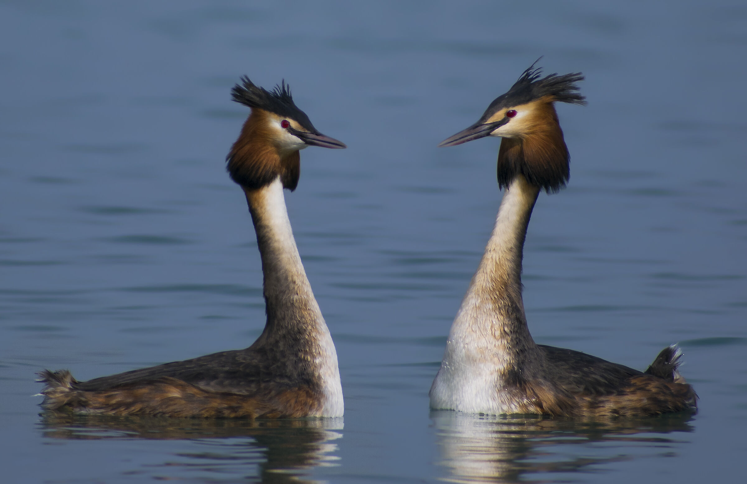 Svassi in corteggiamento