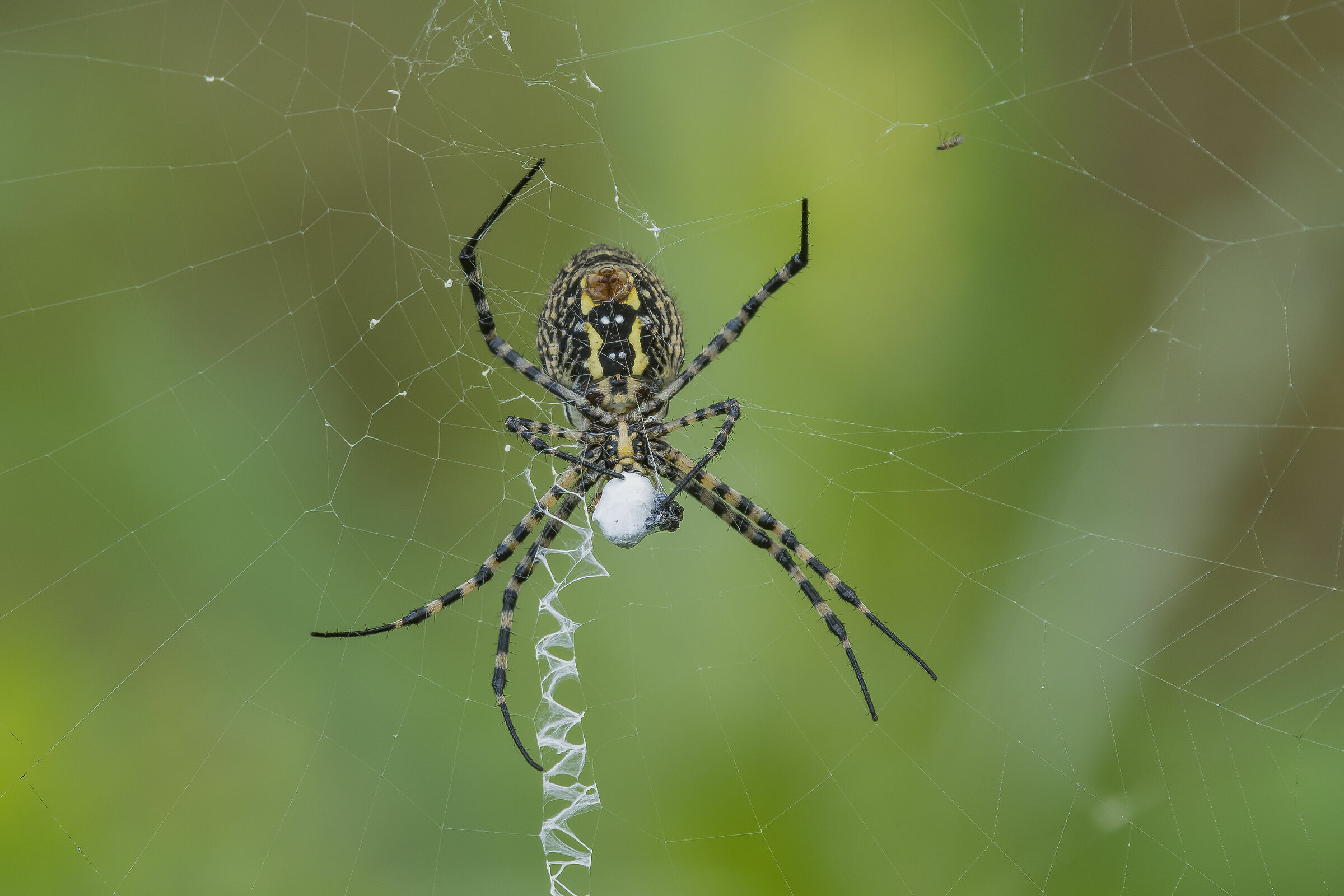 Argiope trifasciata