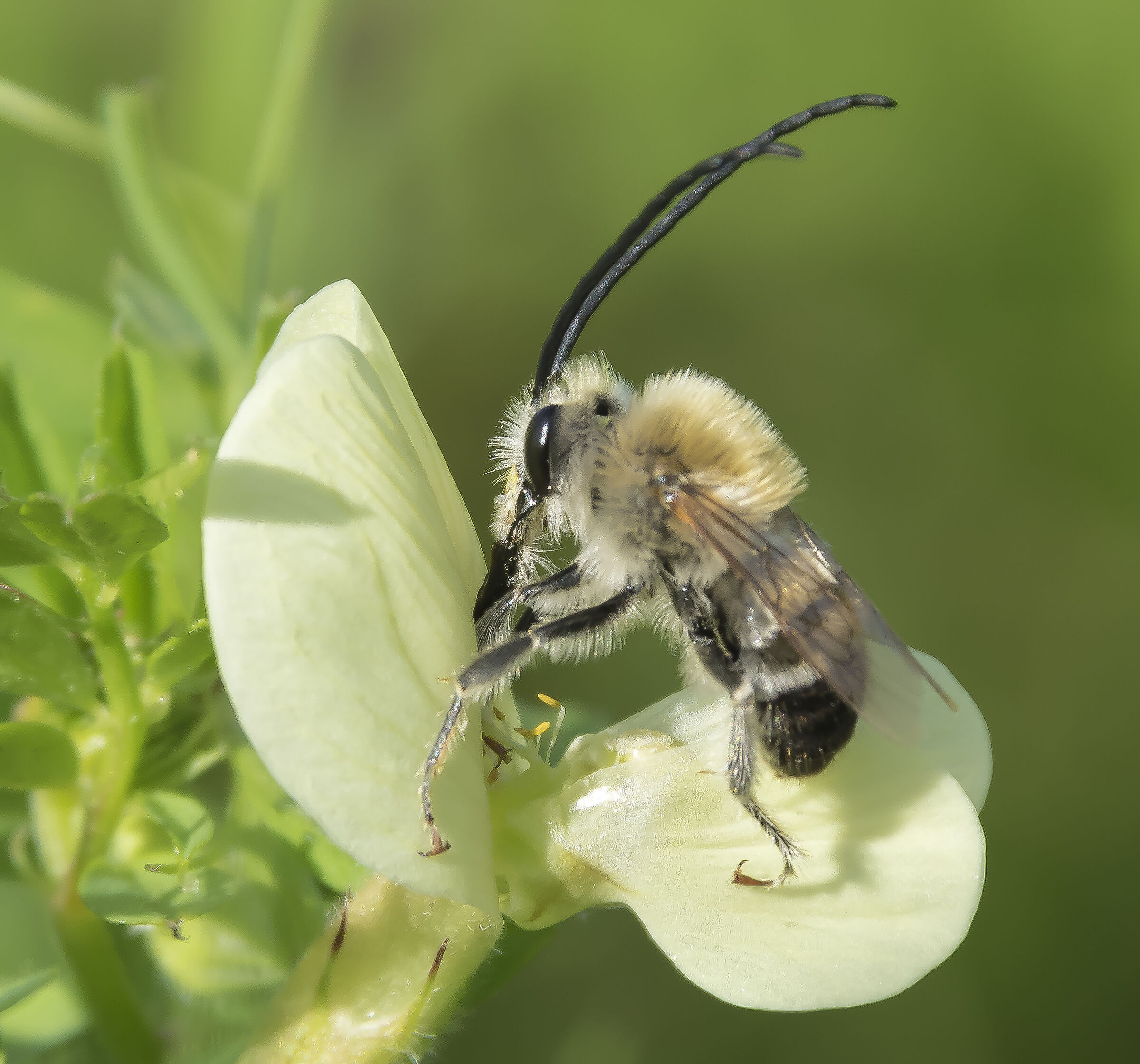 lasse Hexapoda Ordine Hymenoptera Famiglia Apidae Melit