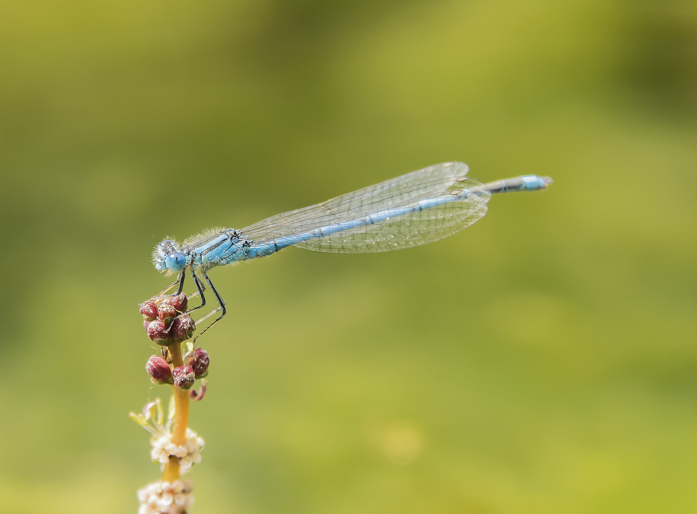 Damigella-Erythromma lindenii (Sélys-Longchamps, 1840...