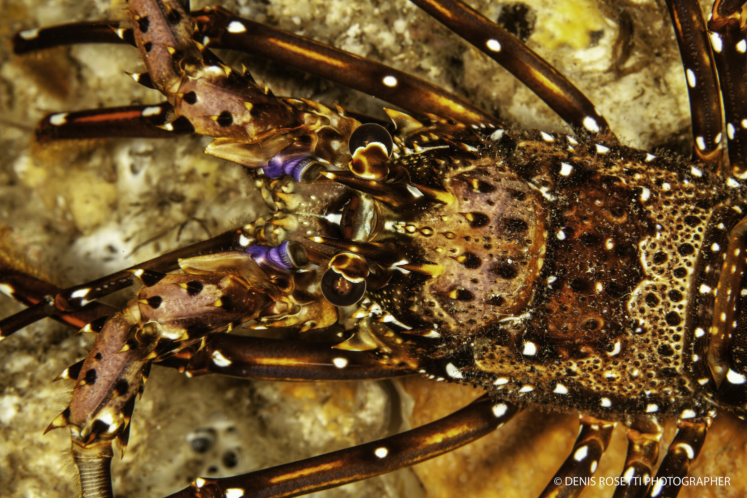 Pronghorn Spiny Lobster