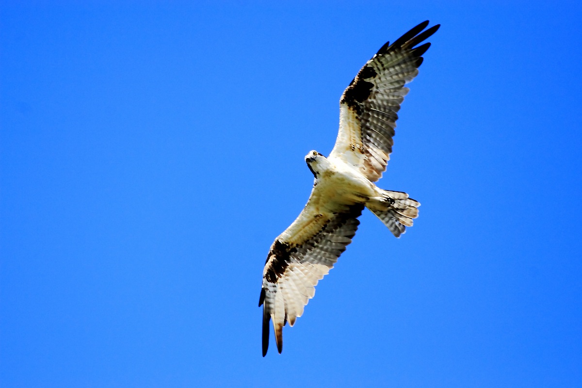 Osprey