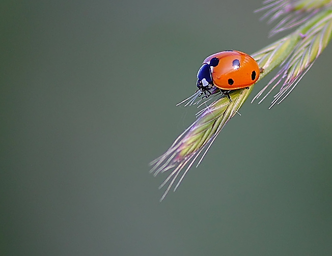 ladybug vers.2