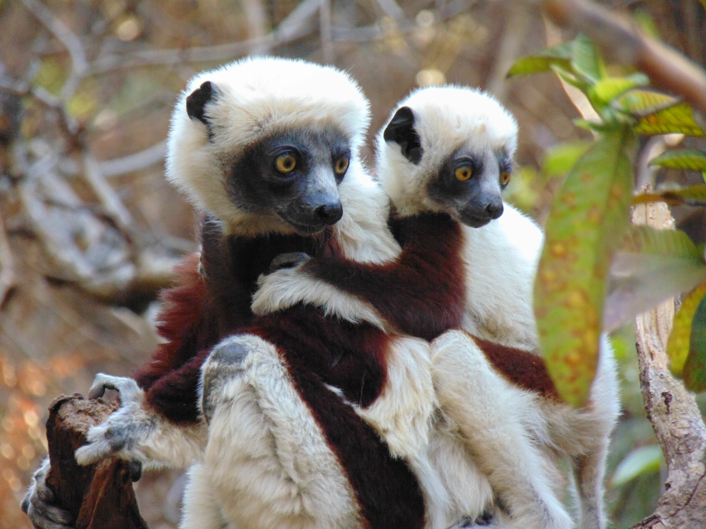 Madagascar, sony h300