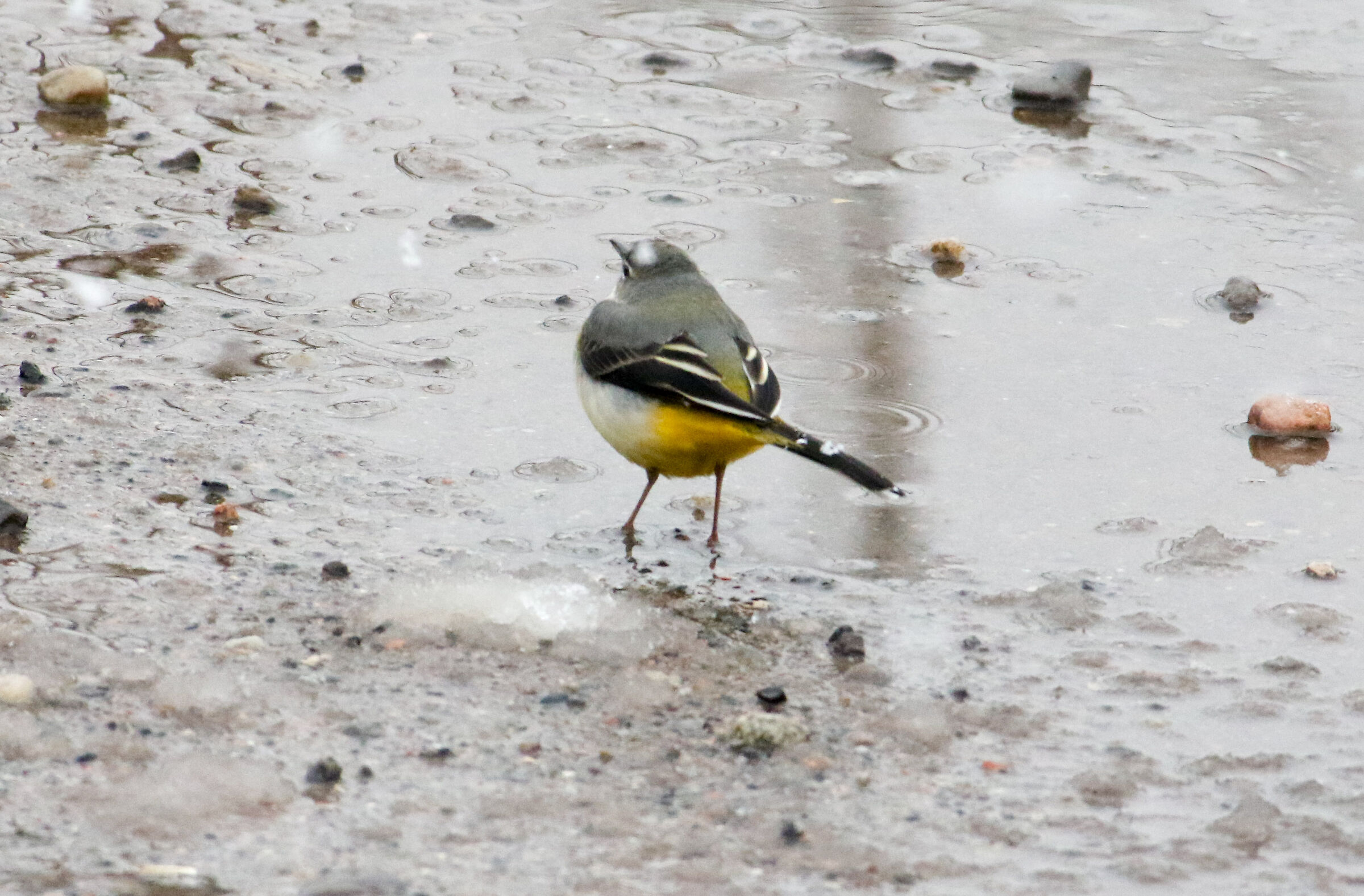 Snow and rain on yellow ballerina