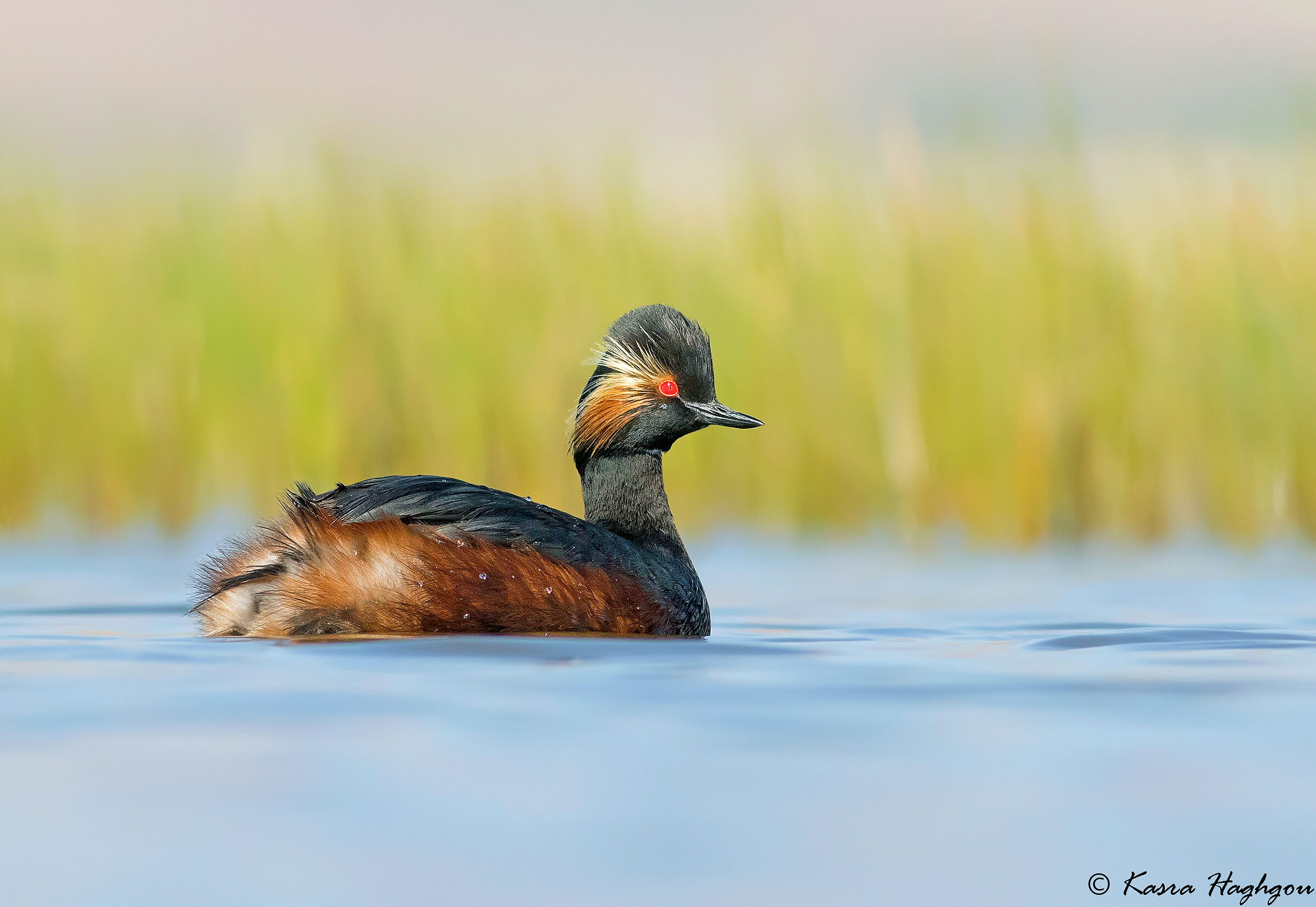 Grebe dal collo nero