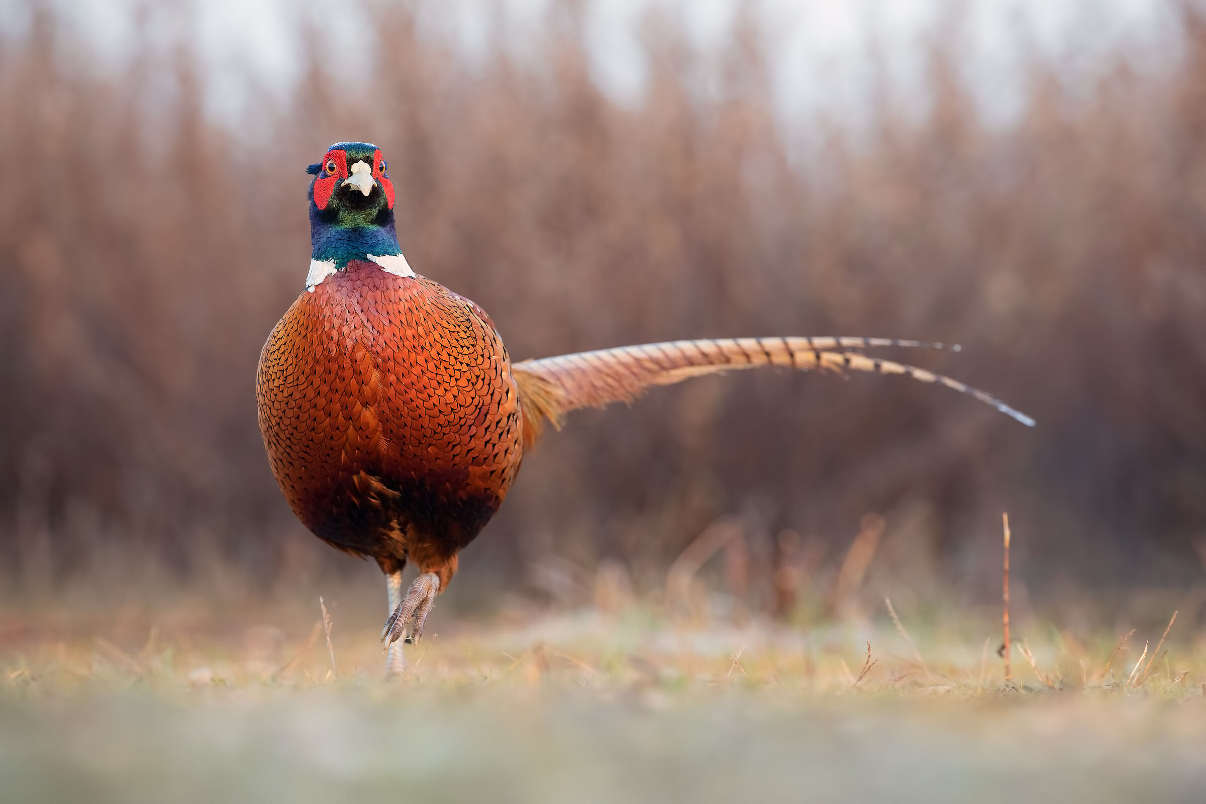 Pheasant