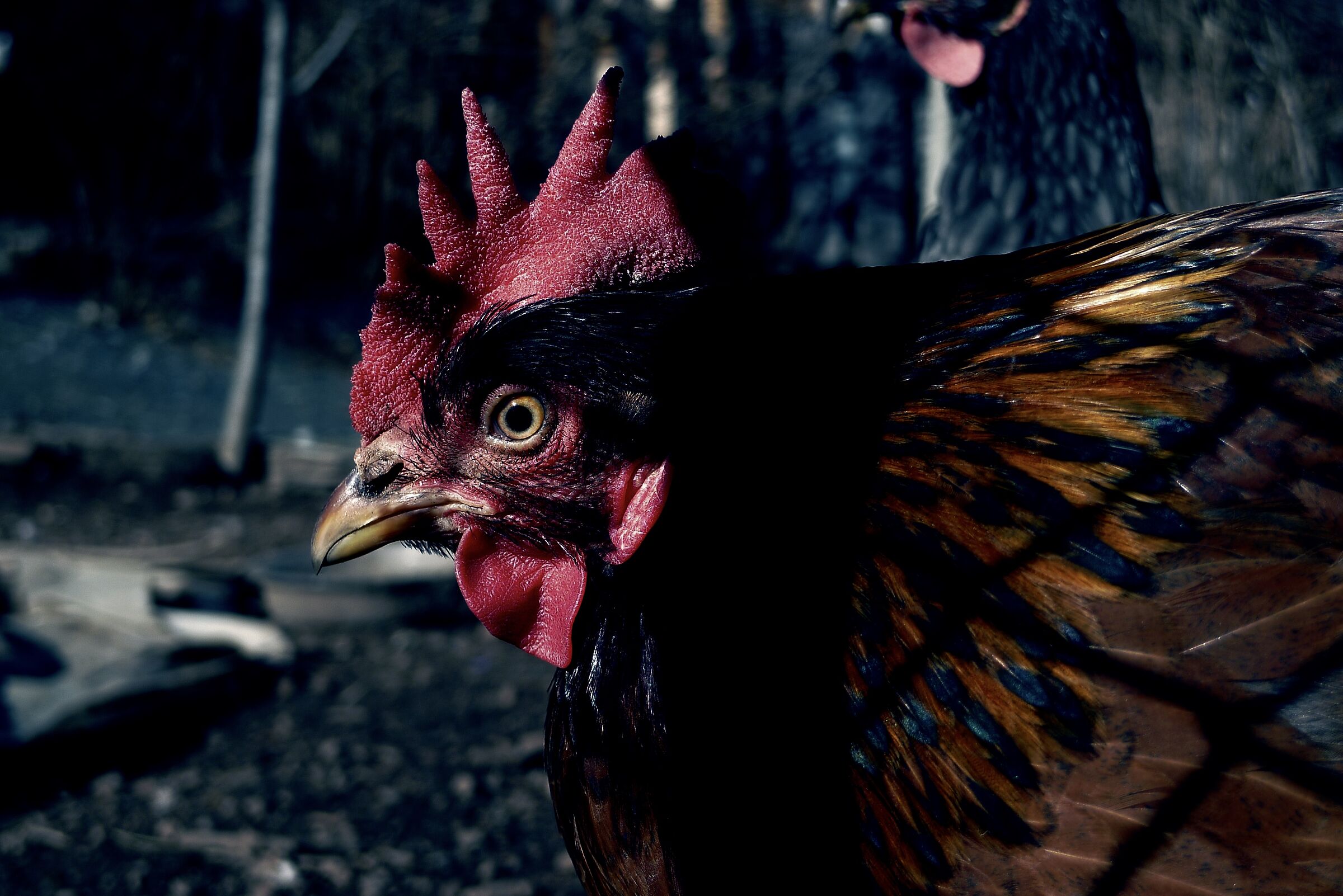 Special Rooster