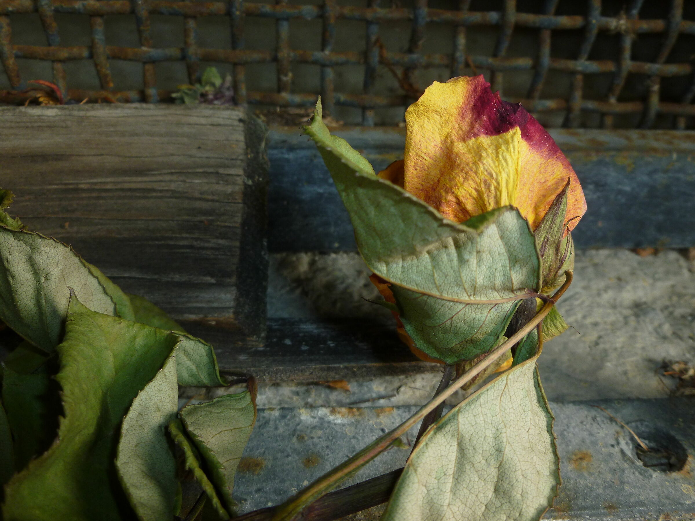Still Life
