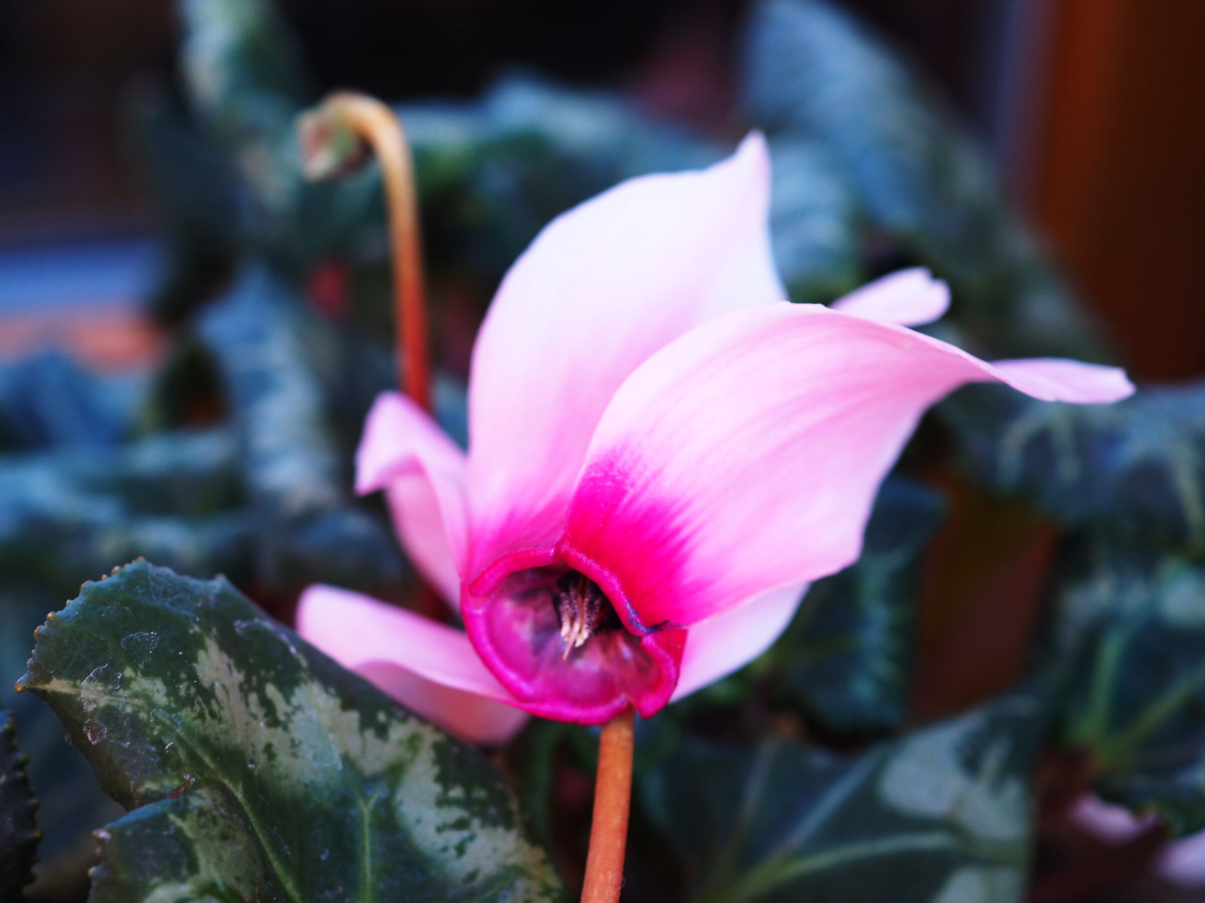 Cyclamen