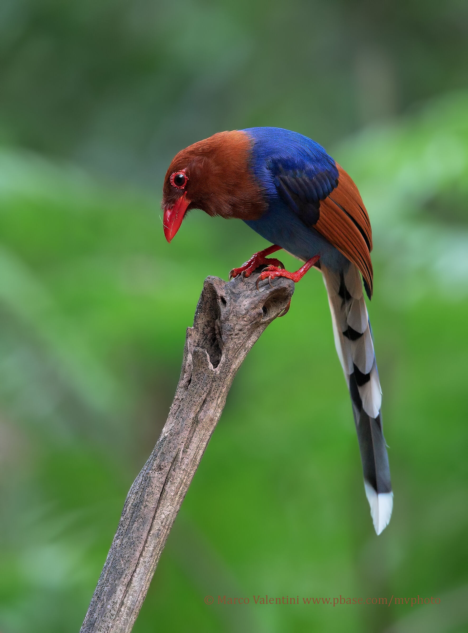 Sri Lanka Blue Magpie