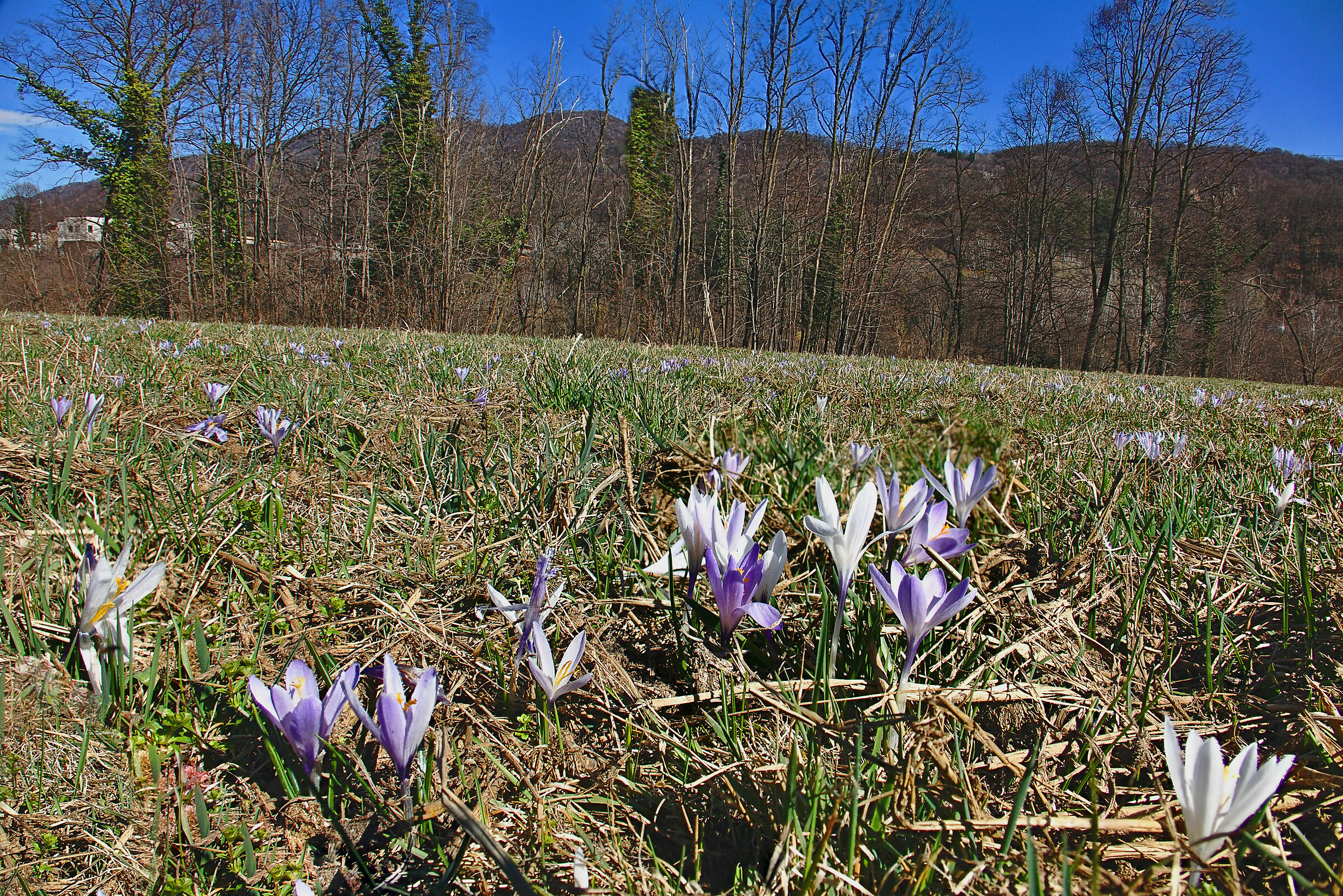 Crochi in piena fioritura