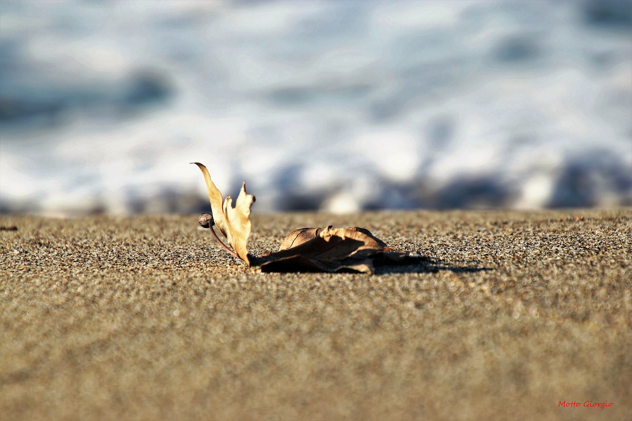 il vento trasporta le foglie gratis