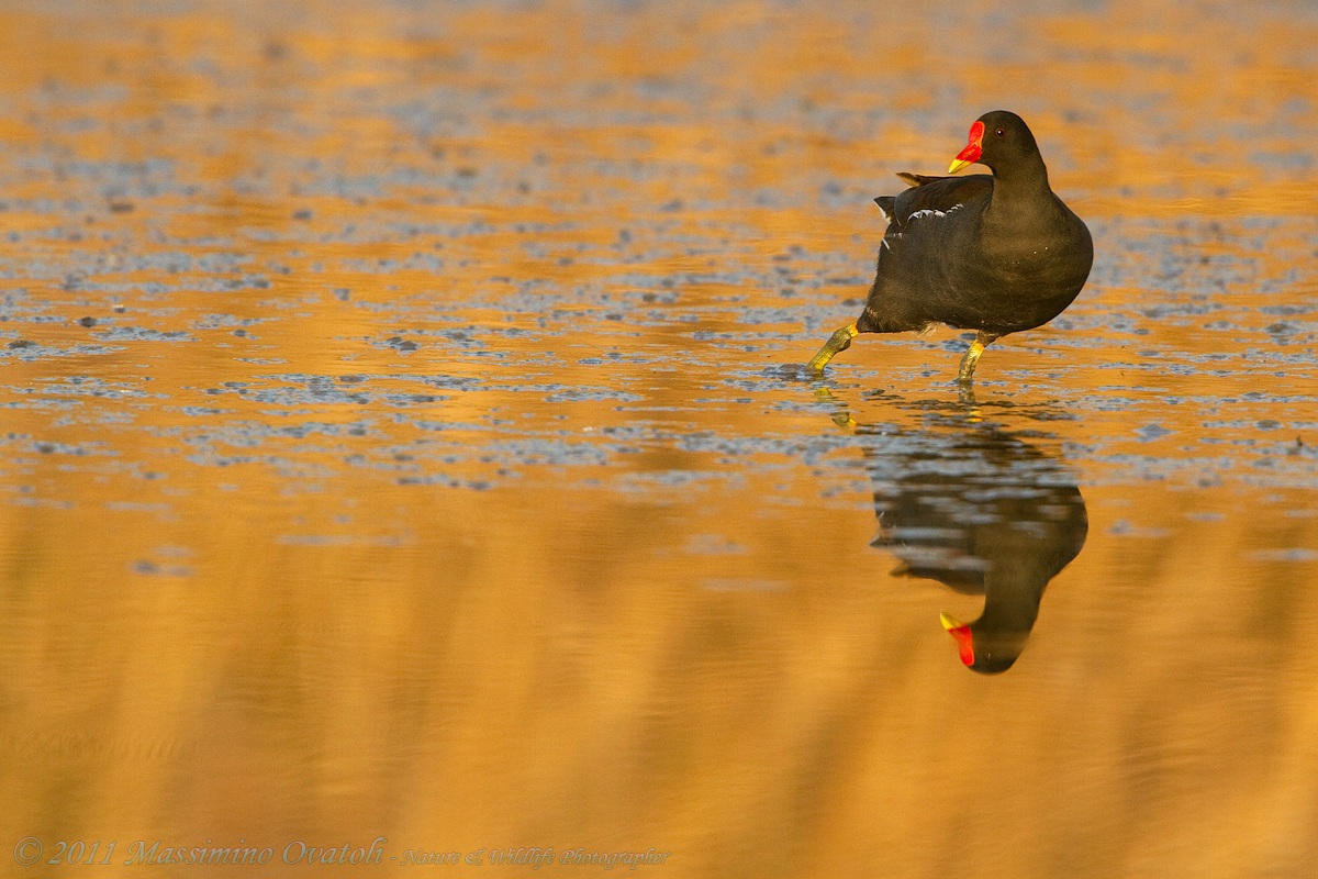 Gallinella d'acqua