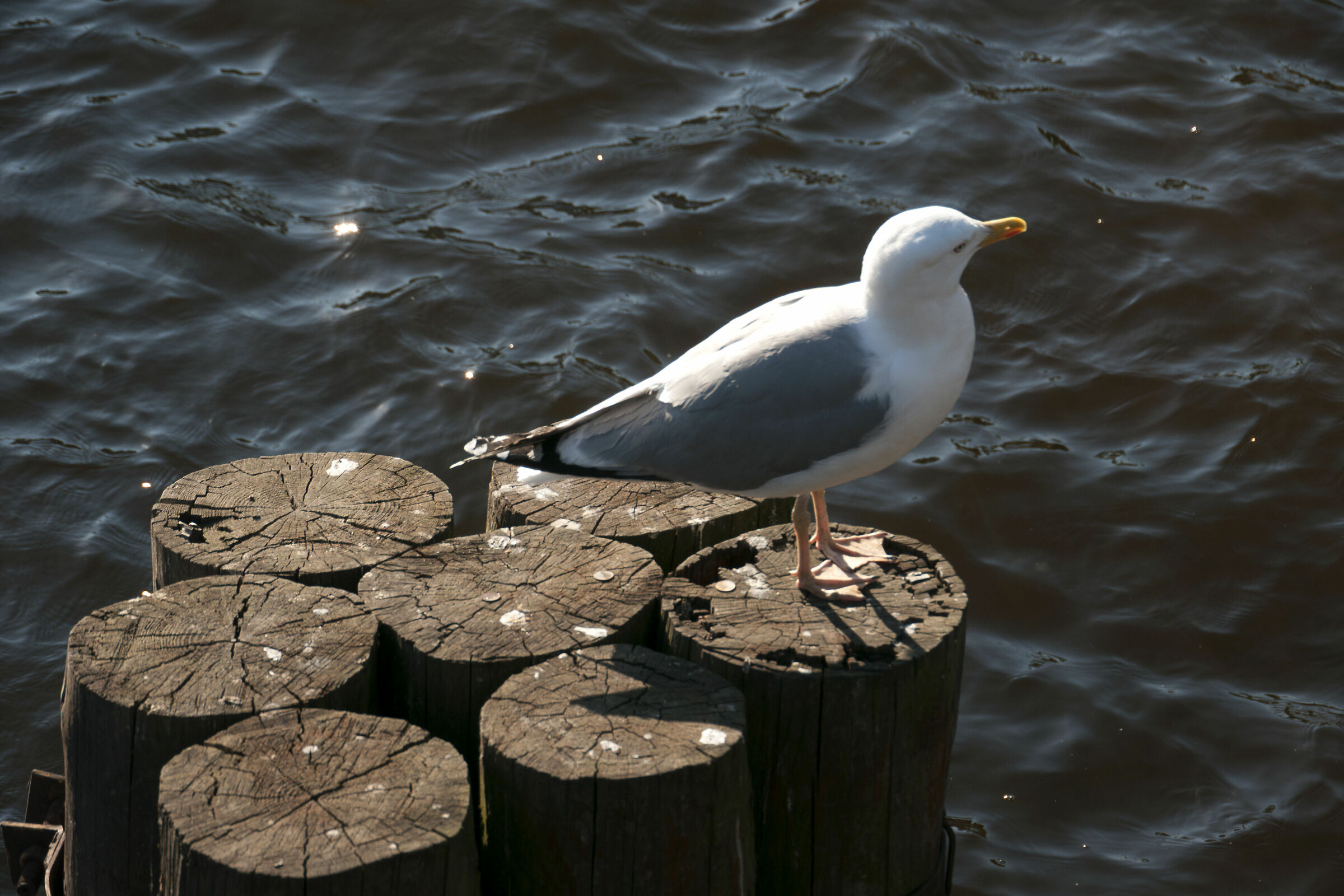Scatti in libertà a San Pietroburgo.