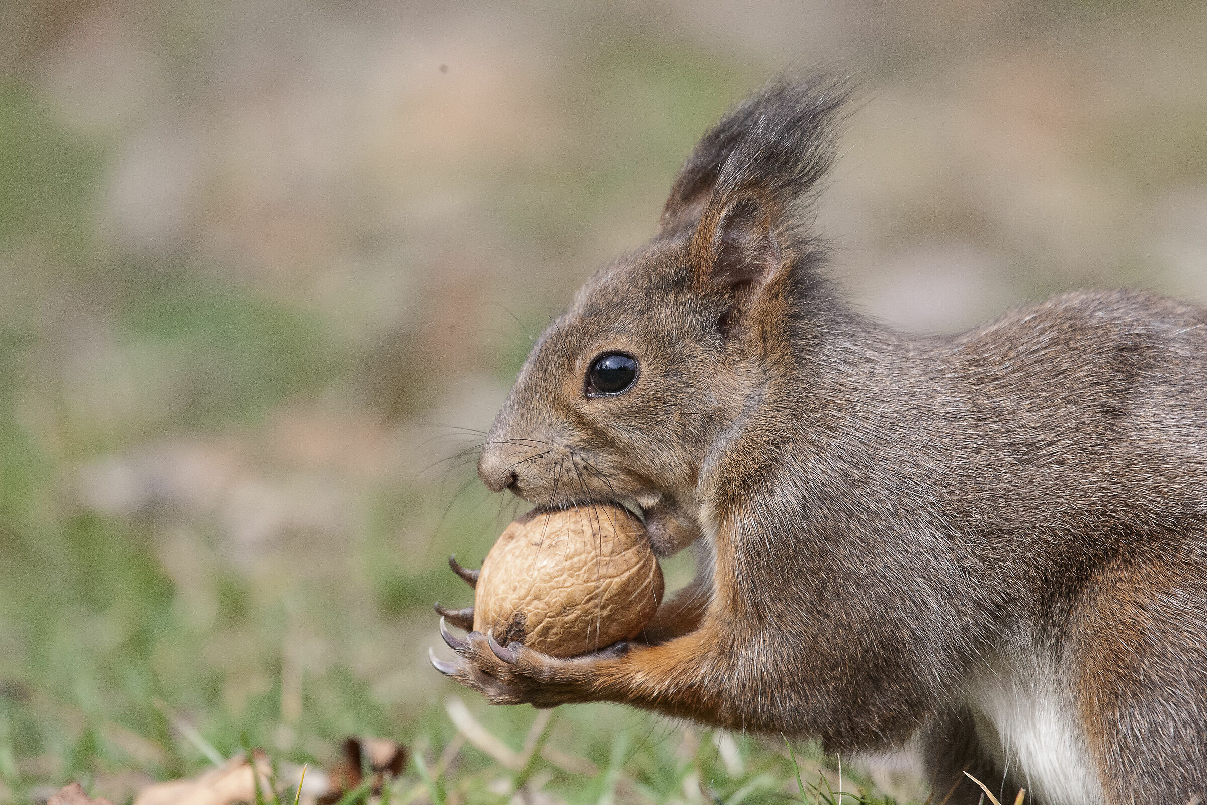 Squirrel with Walnut