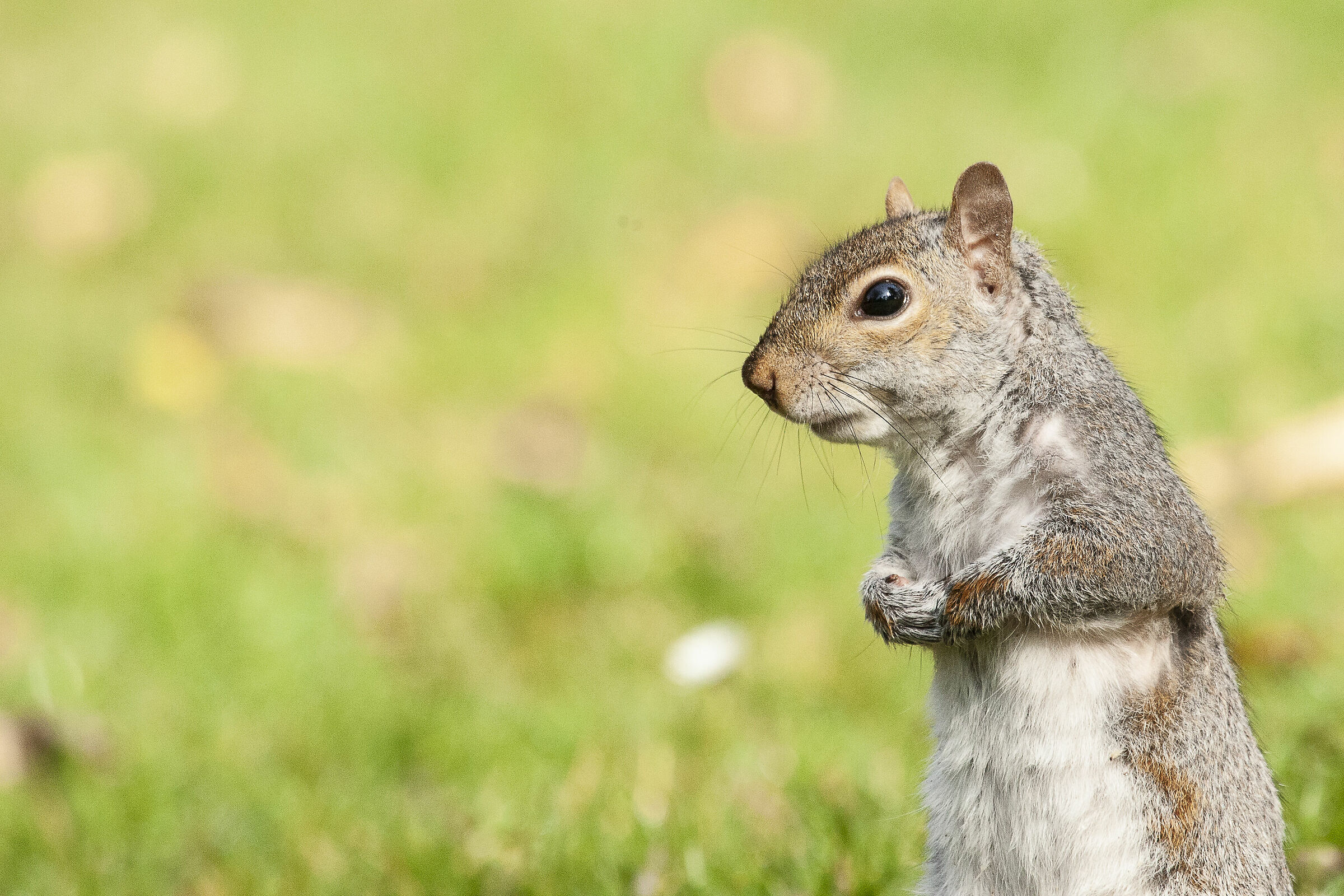 Grey squirrel
