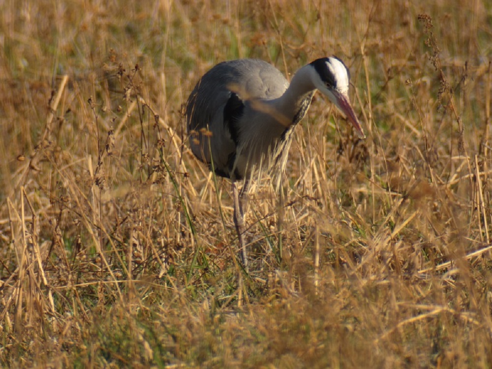 Grey Heron