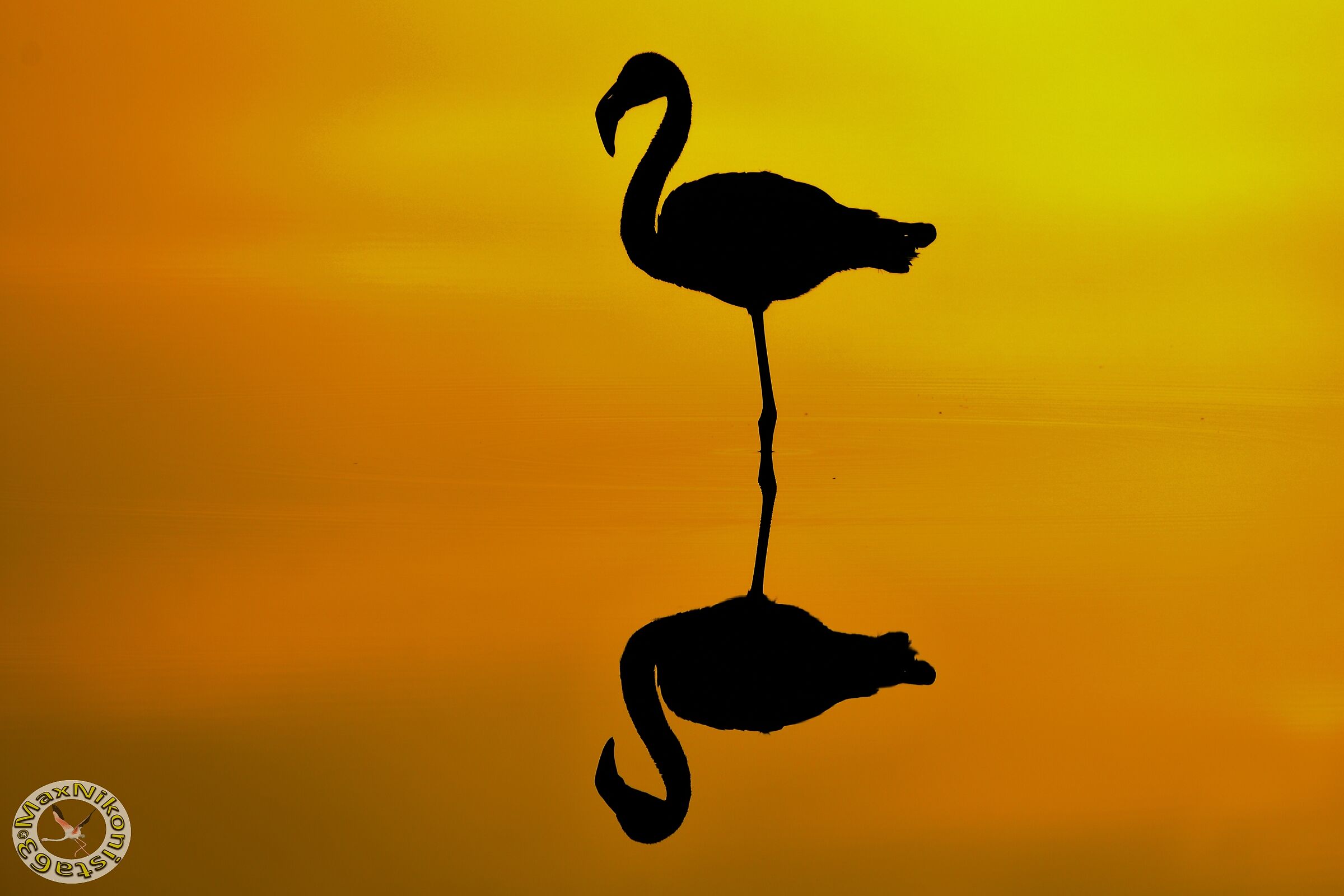Flamingo backlighting