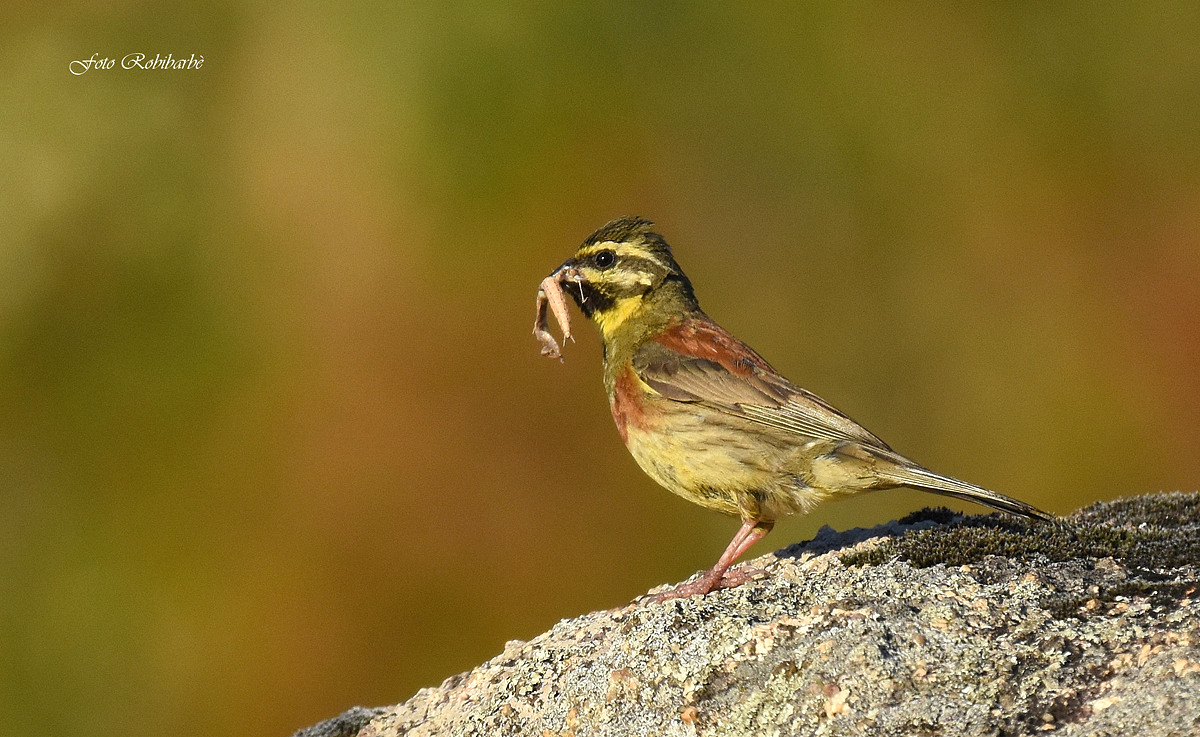 Black Yellowhammer... With prey...